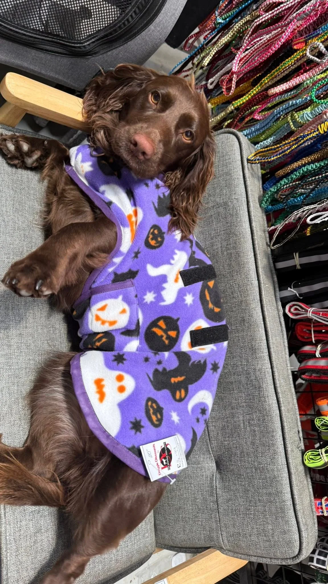 A brown dog lying on a gray couch, wearing a purple Halloween-themed fleece vest with white ghosts and orange pumpkins, with colorful necklaces displayed on a rack in the background.