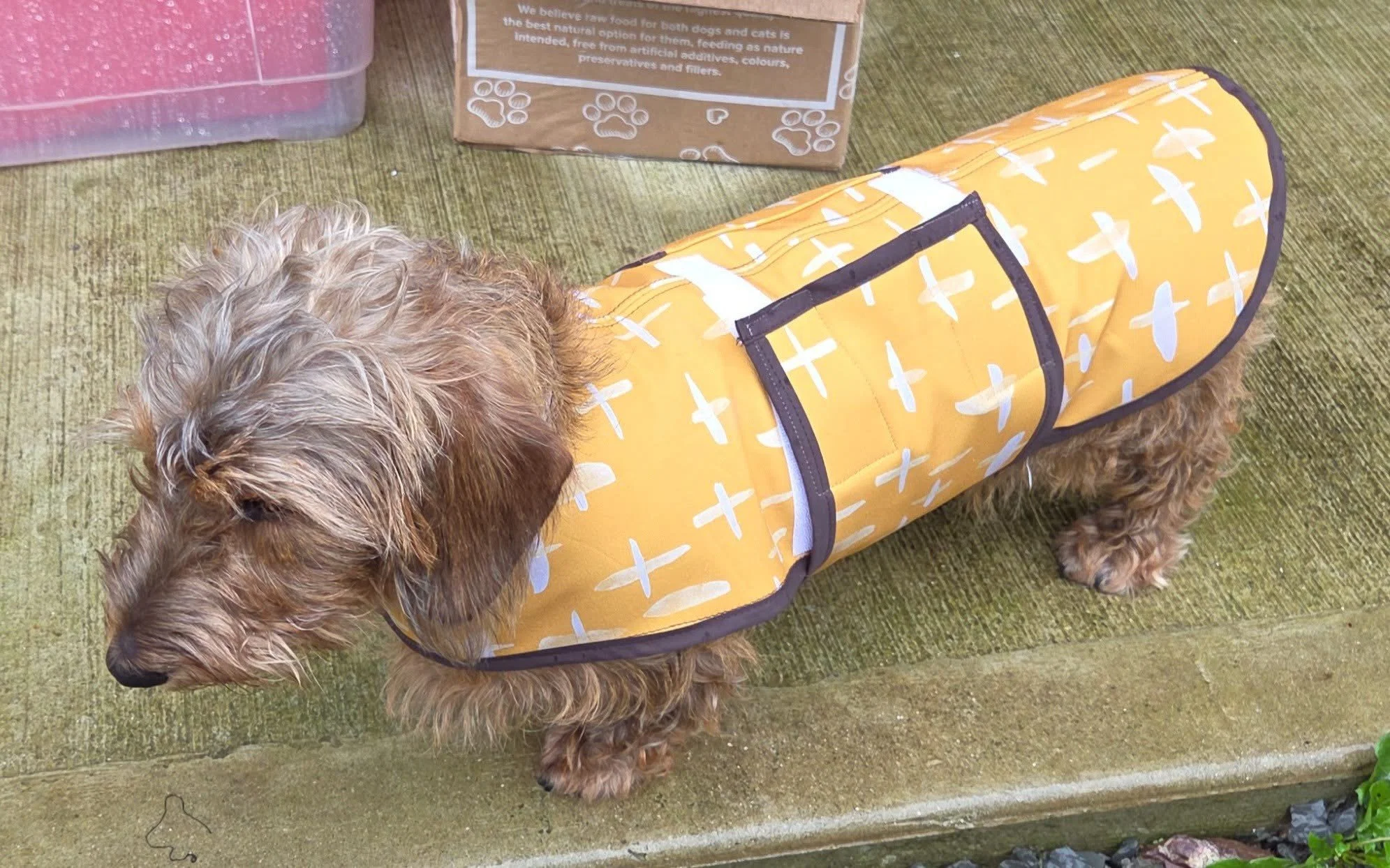 A small, curly-haired dog wearing a yellow raincoat with white fish patterns, standing on a wooden surface.