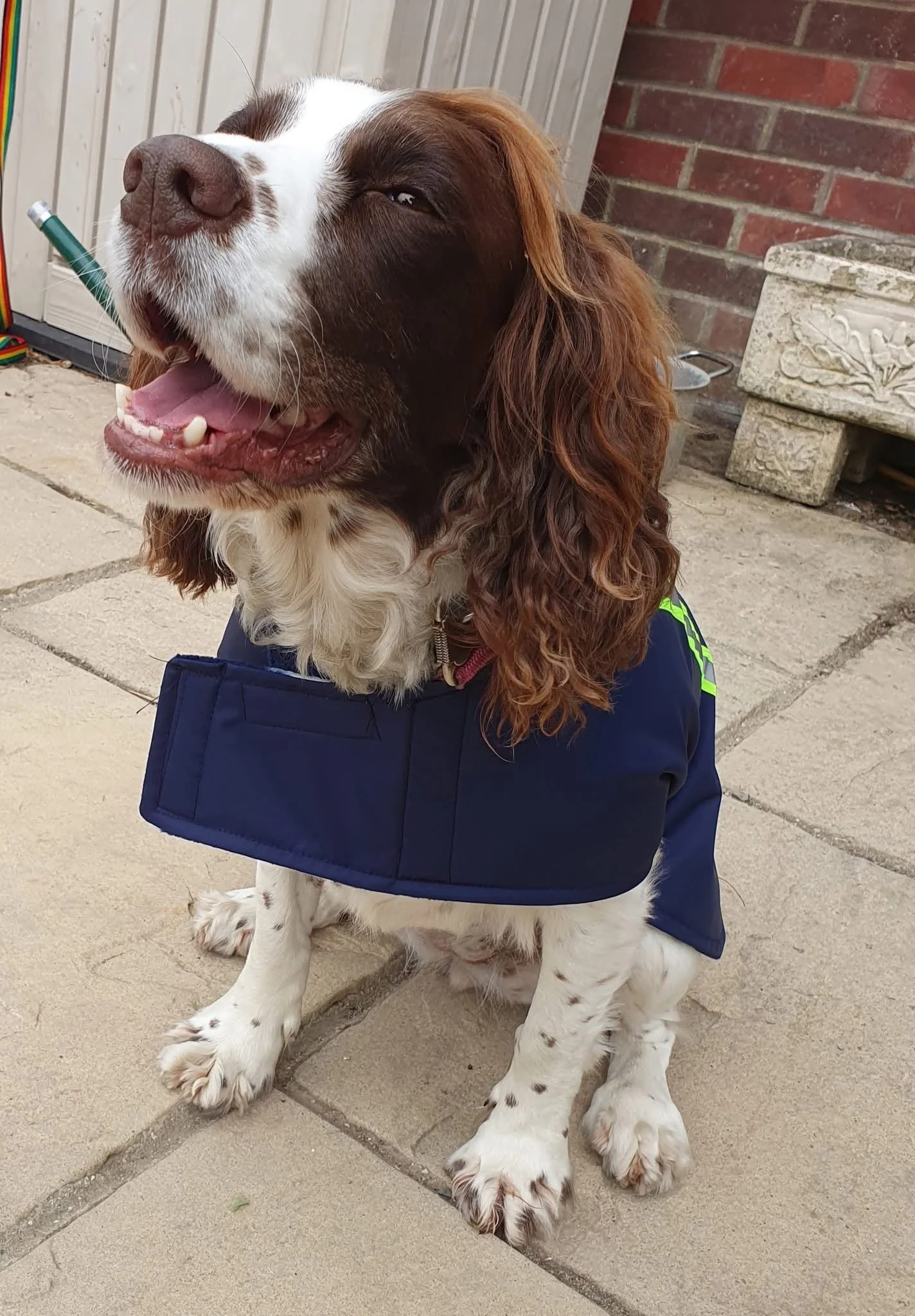 A happy English Springer Spaniel dog sitting on a paved patio, wearing a blue vest, with a brick wall and garden stone decorative planter in the background.