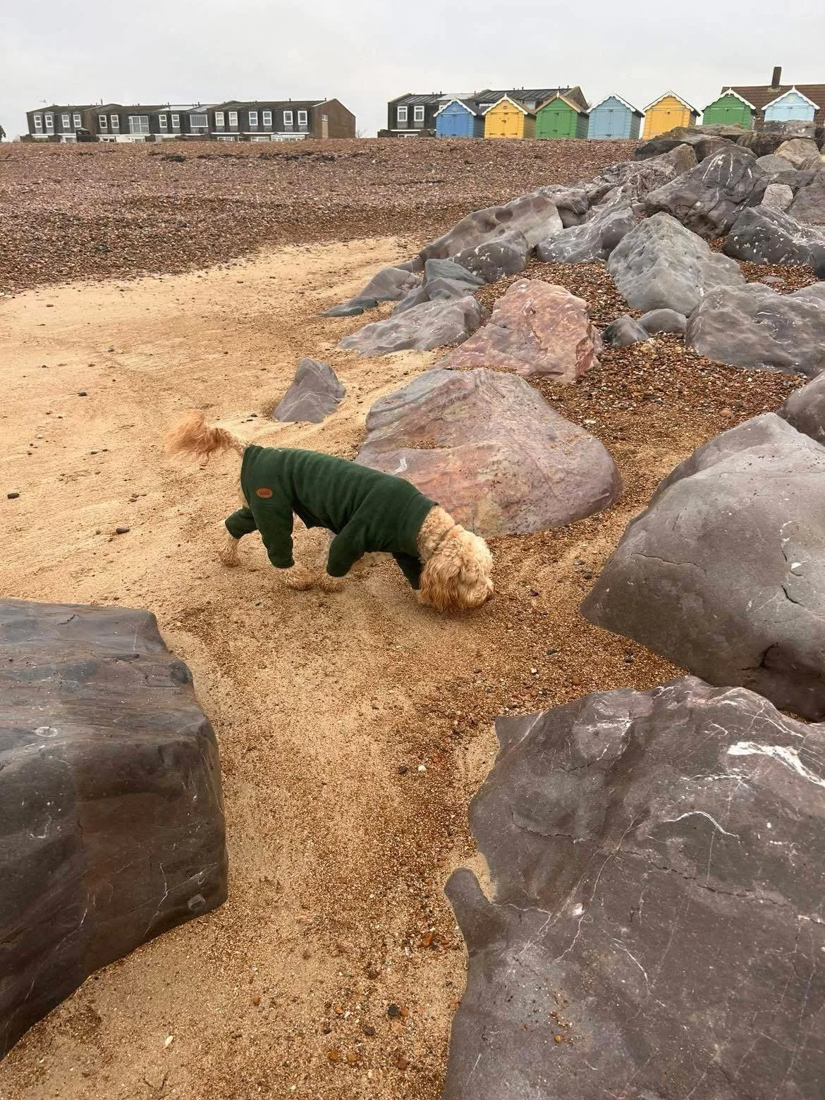 A small dog wearing a green jacket exploring the sandy beach near large rocks, with colorful beach huts and houses visible in the background under an overcast sky.