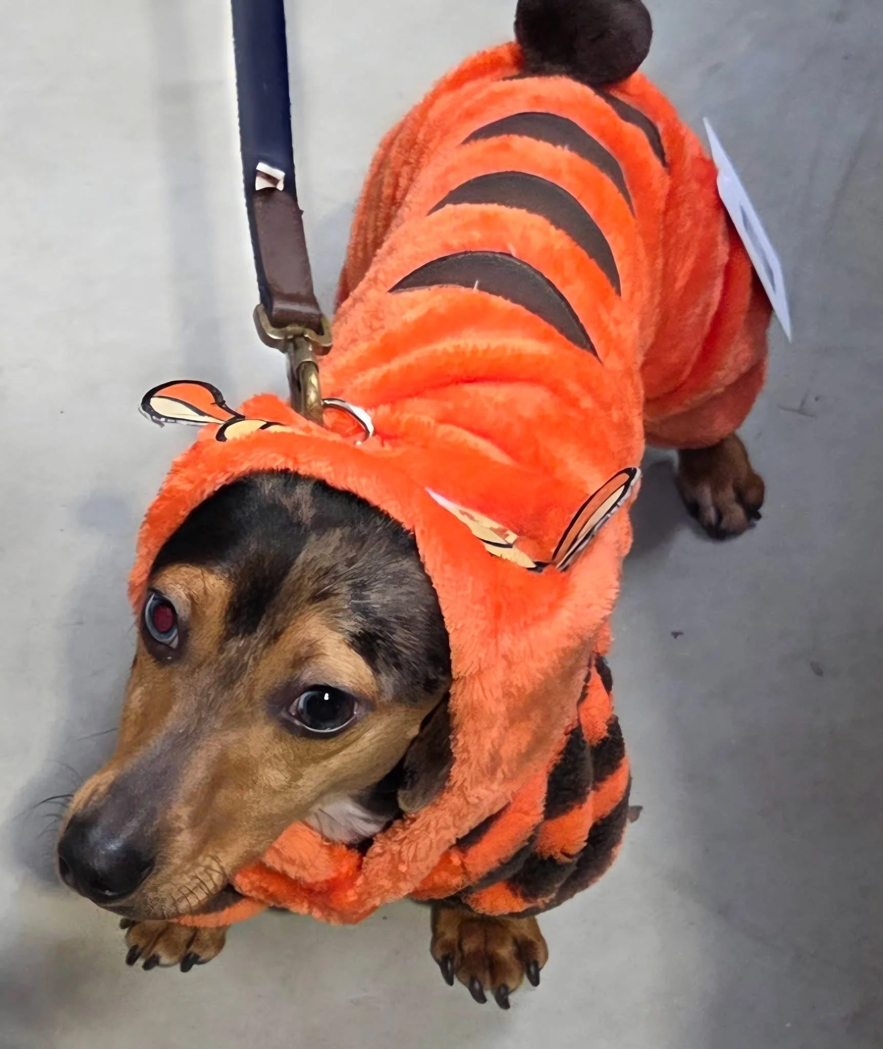 Dog dressed in a tiger costume