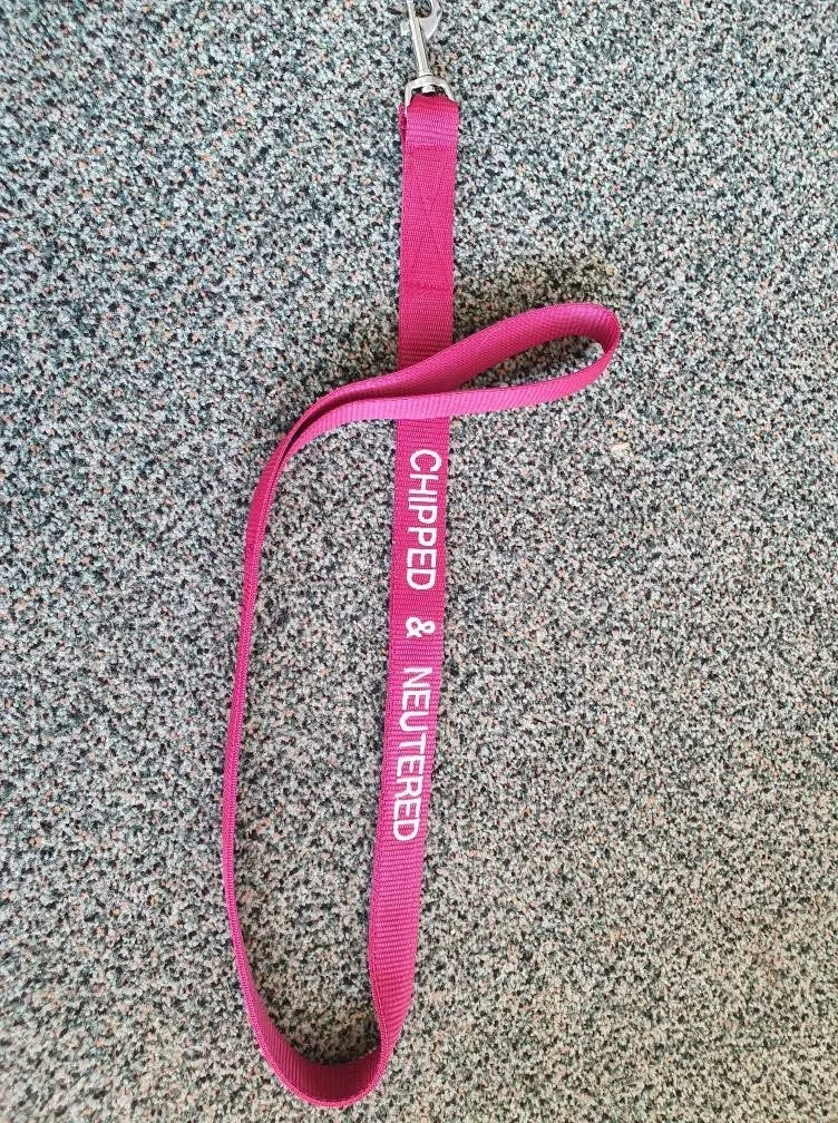 Pink dog leash on a gray carpeted floor with white text that reads "CHIPPED & NEUTERED."