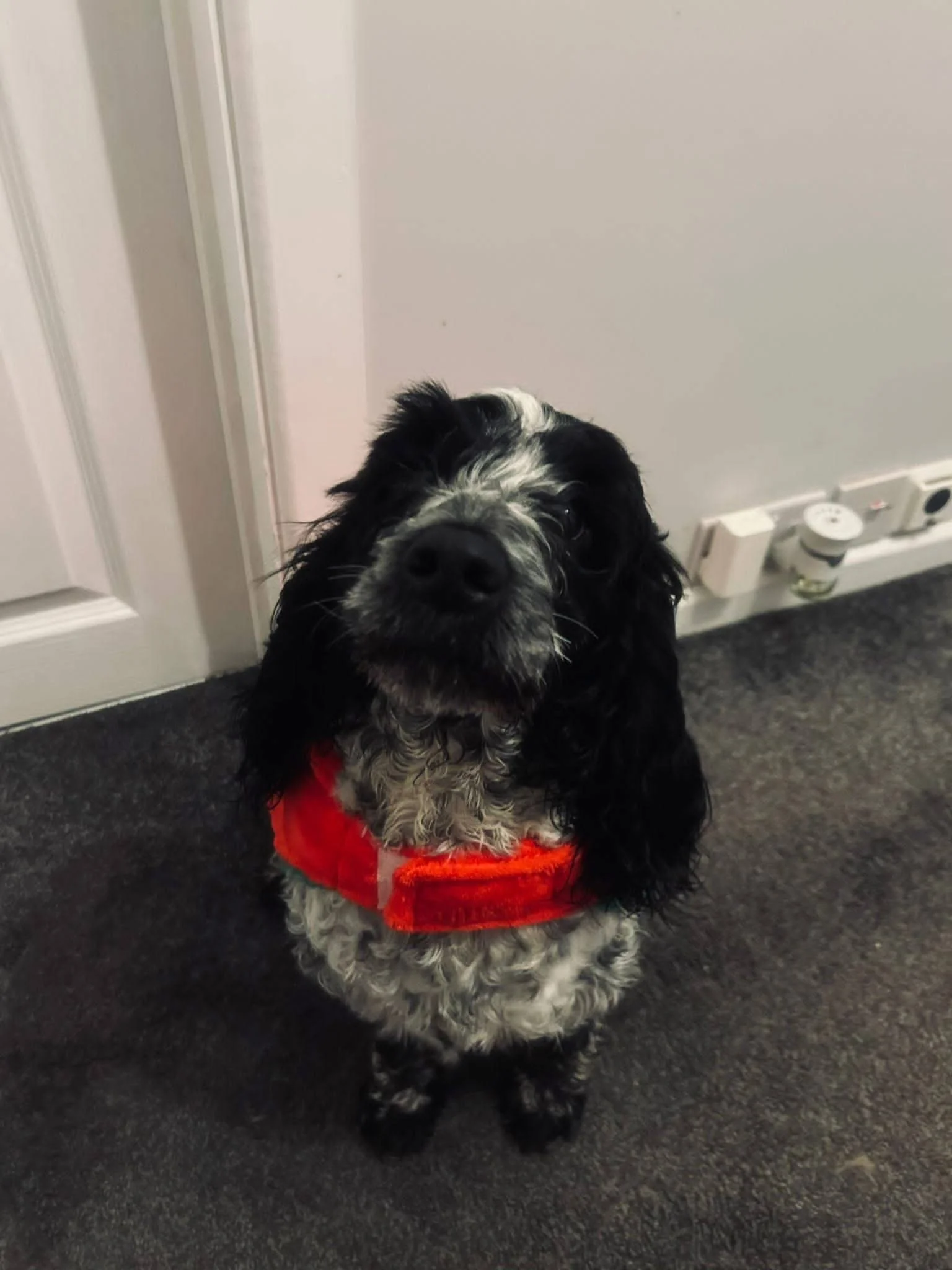A black and white dog with curly fur sitting on a dark carpeted floor, wearing a red harness, next to a white door and electrical outlets.