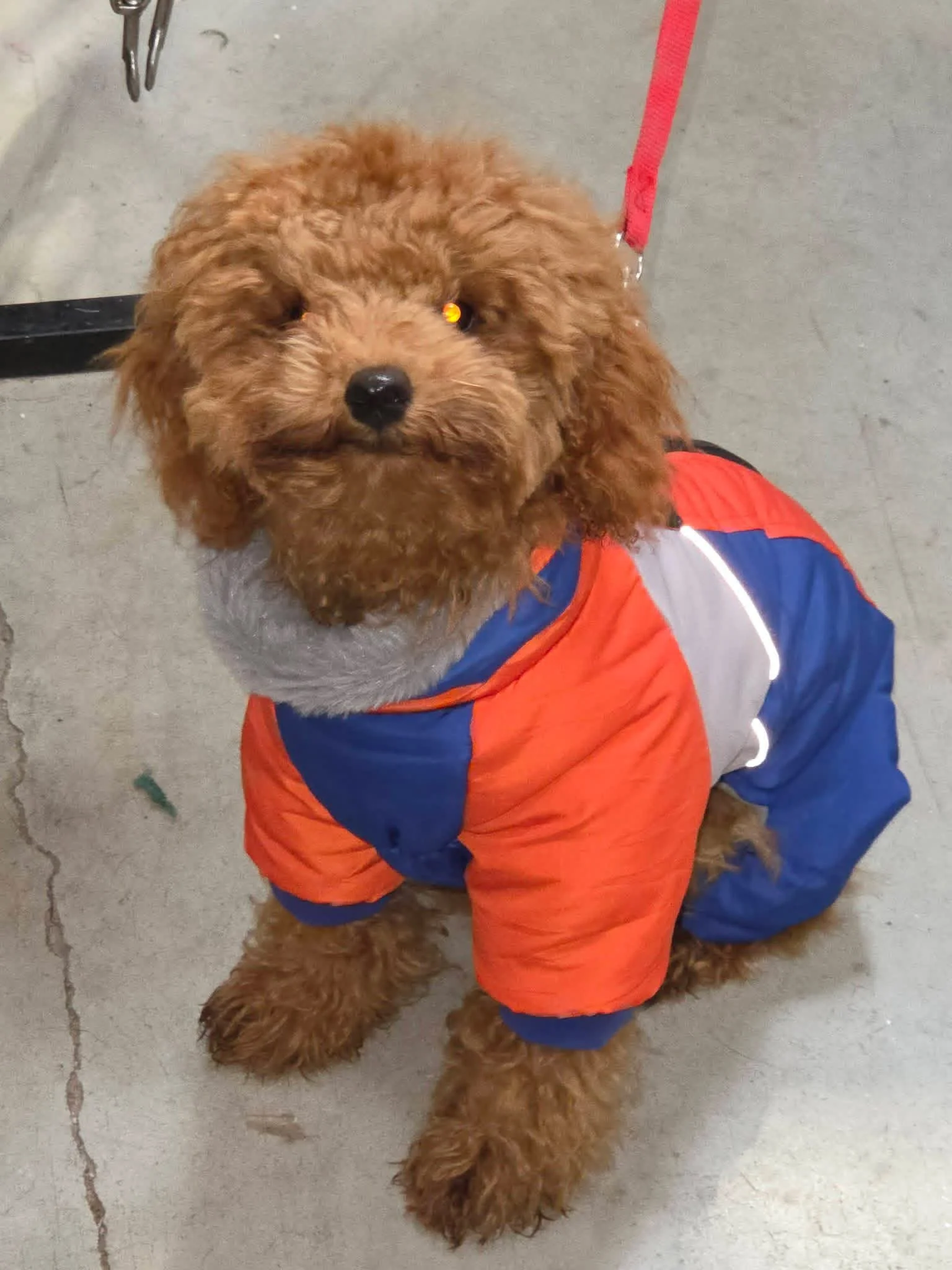 A fluffy brown dog wearing a colorful orange, blue, and white jacket sitting on a concrete floor.
