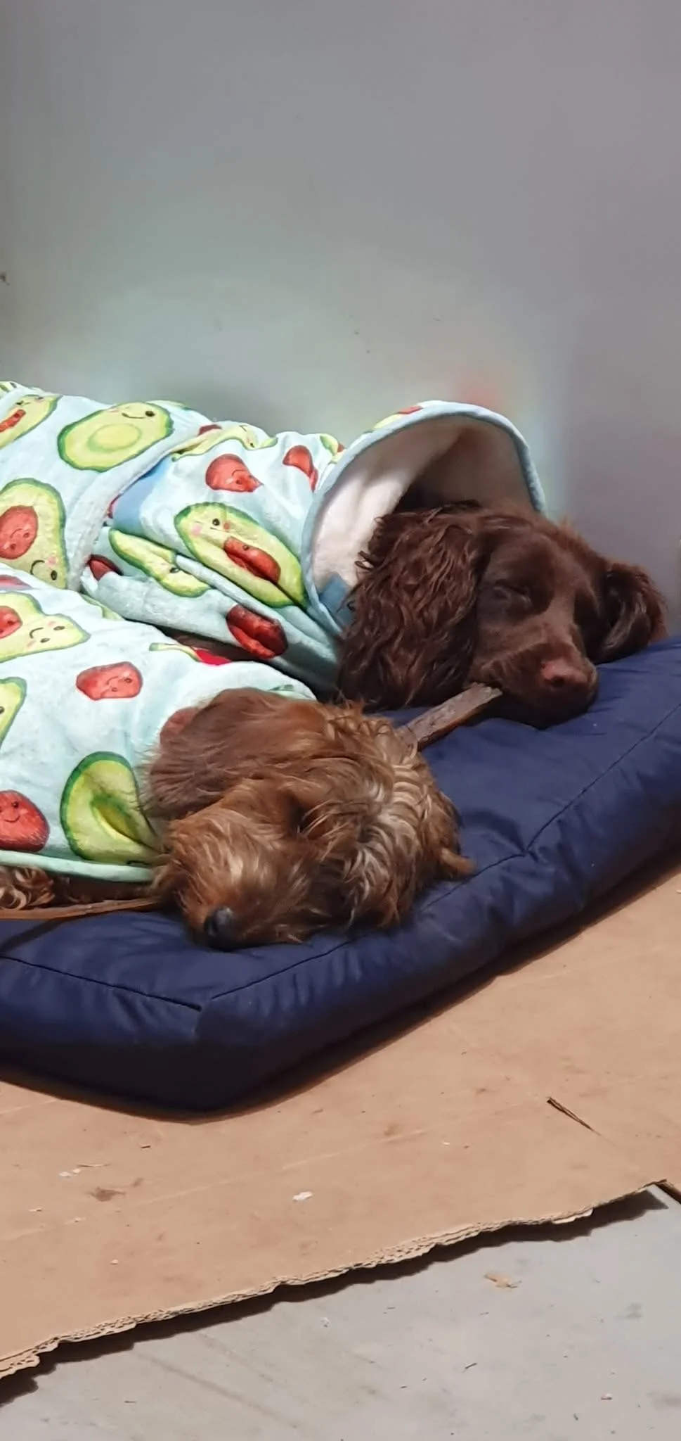 Two dogs sleeping on a blue cushion, one is a larger brown dog with a blanket featuring avocado designs, and the other is a smaller, curly-haired brown dog.