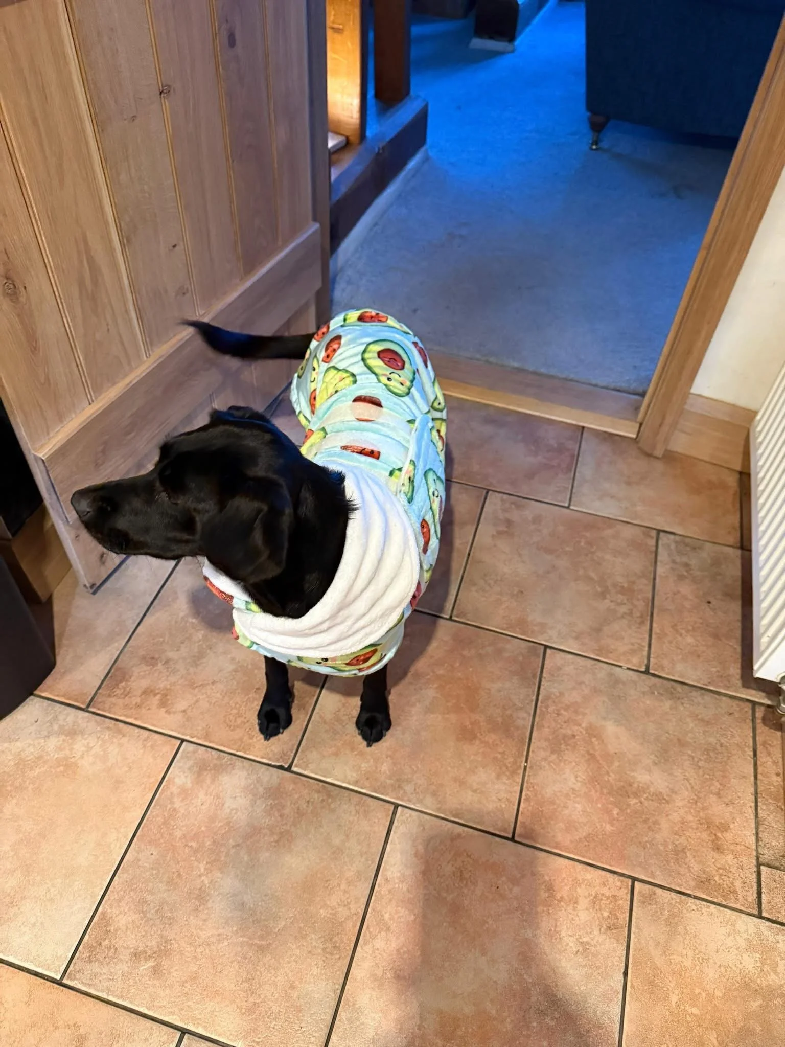 Black dog wearing a colorful hoodie with avocado print, standing on a tiled floor near a doorway.
