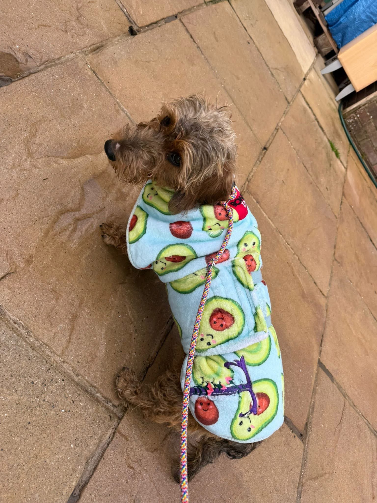 A small brown dog with curly fur wearing a colorful sweater with a frog and avocado print, sitting on a tiled patio.