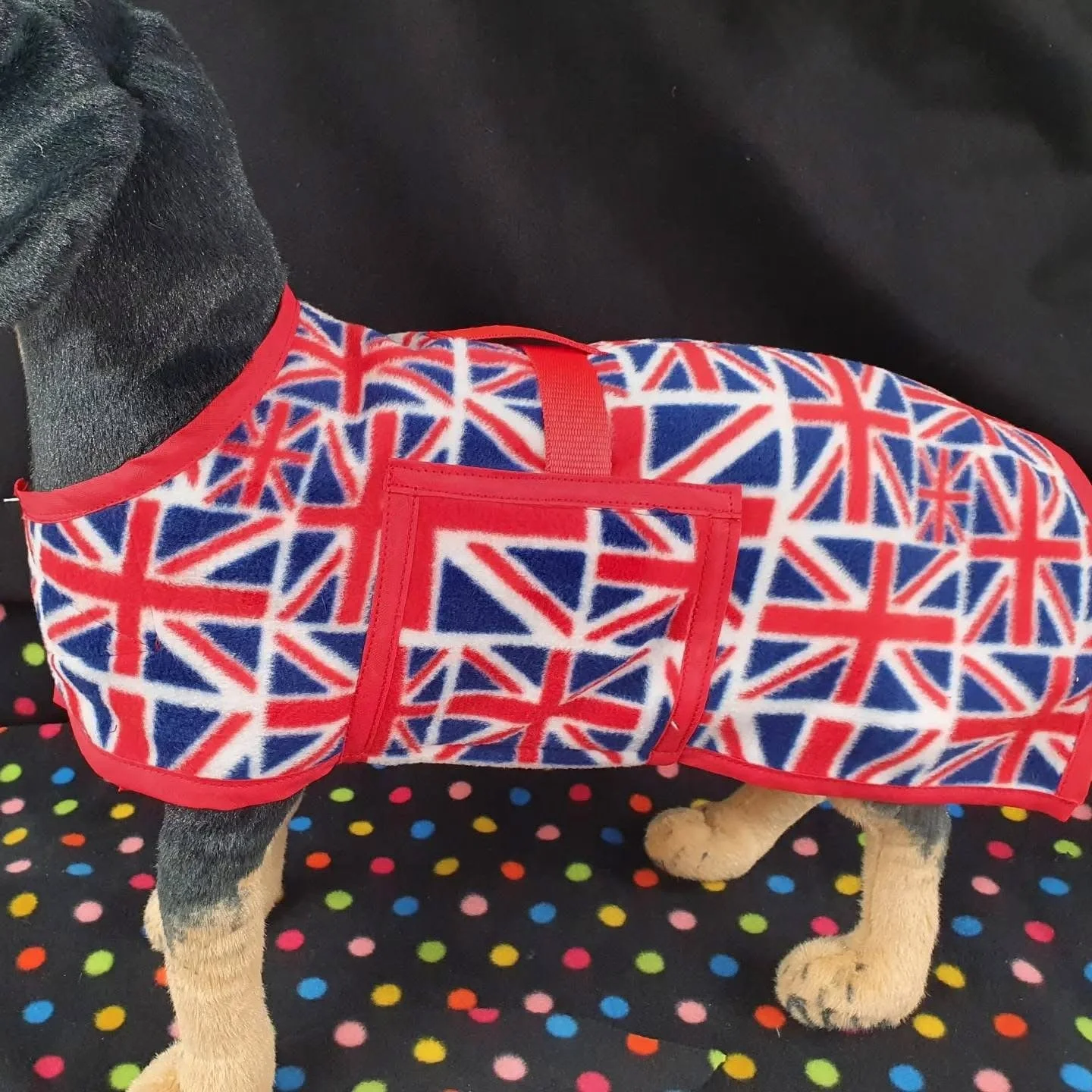 Dog wearing a vest with a pattern of the Union Jack flag.