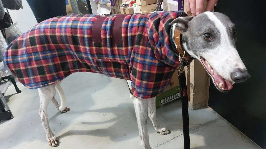 A dog wearing a red and blue plaid coat with a brown collar, standing on a concrete floor inside a room, with shelves and boxes in the background.