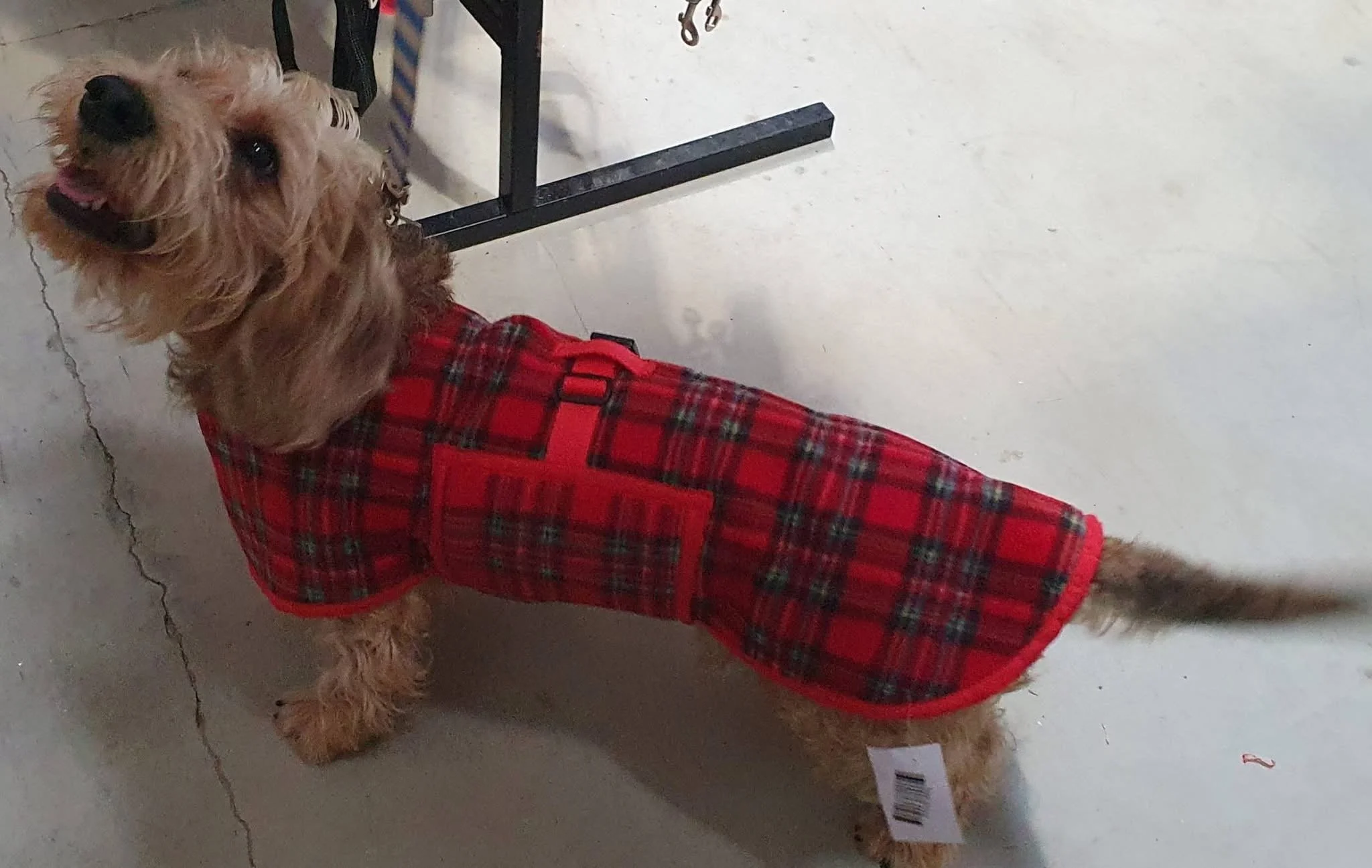 A small dog wearing a red plaid coat, looking up and smiling, inside a building with a concrete floor.
