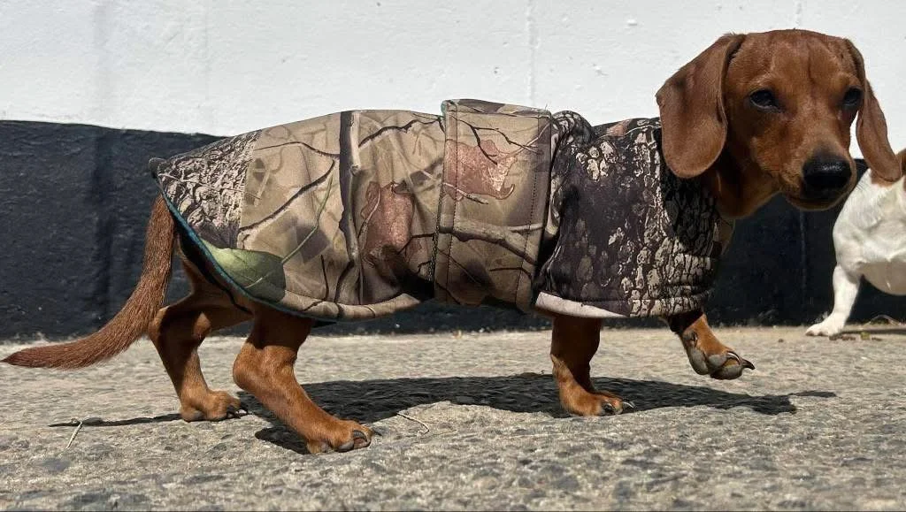 A dachshund wearing a camouflage coat standing on a concrete sidewalk near a black and white wall.