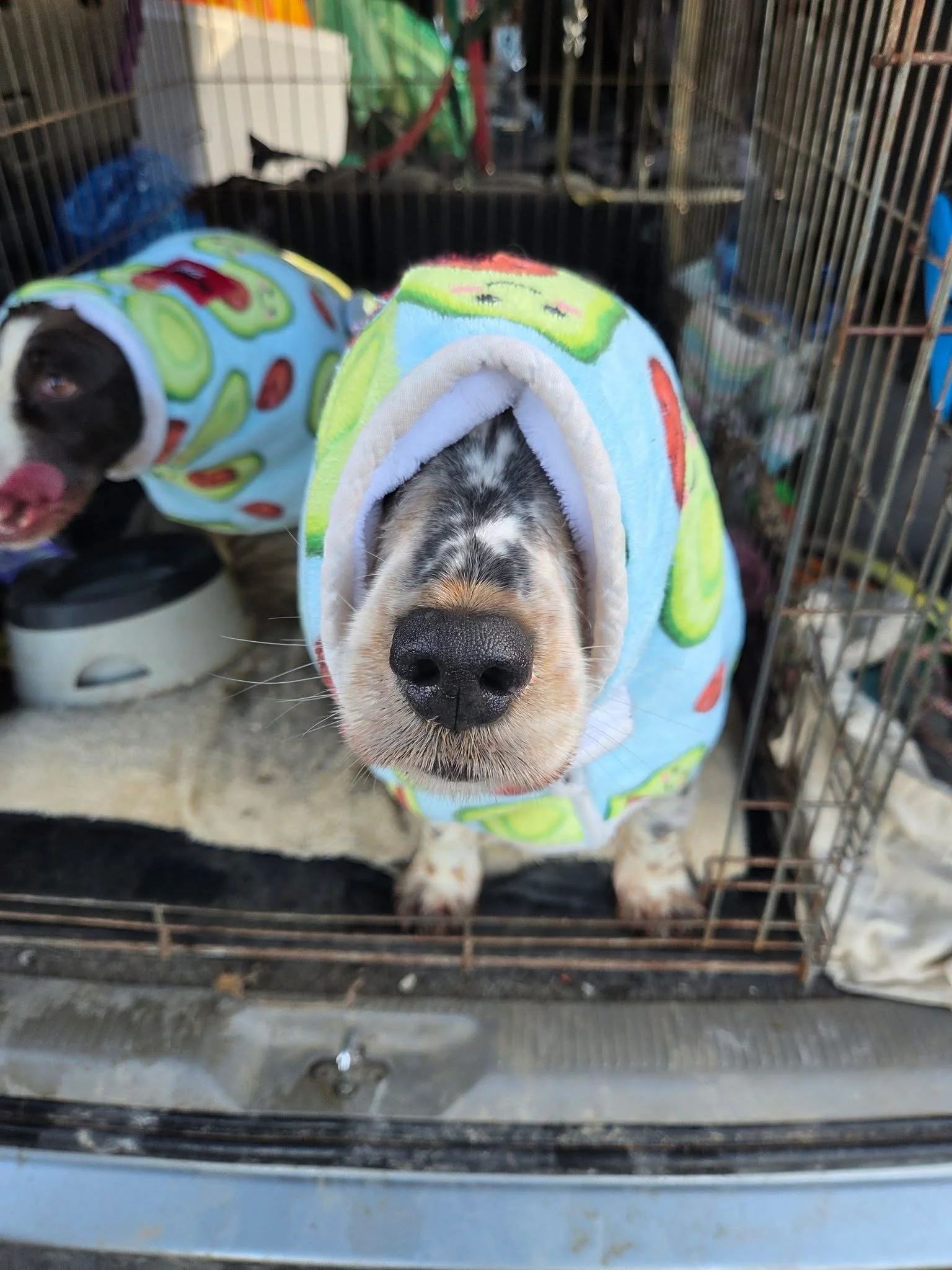 Close-up of a dog with black, white, and brown fur wearing a colorful hooded jacket inside a dog cage.