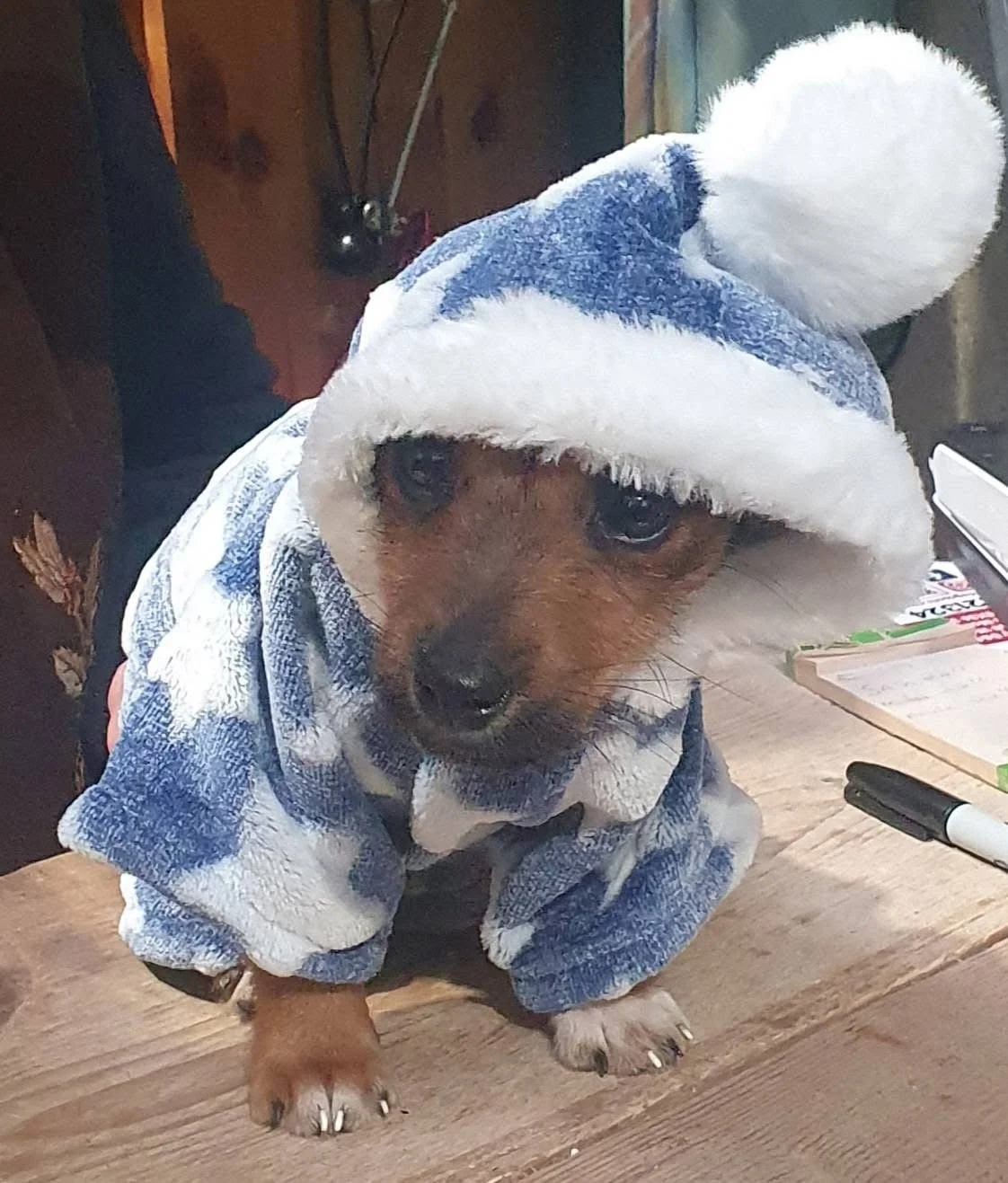 A small dog wearing a blue and white pajama and a blue and white Santa hat with a pom-pom, sitting on a wooden surface, surrounded by office supplies and papers.
