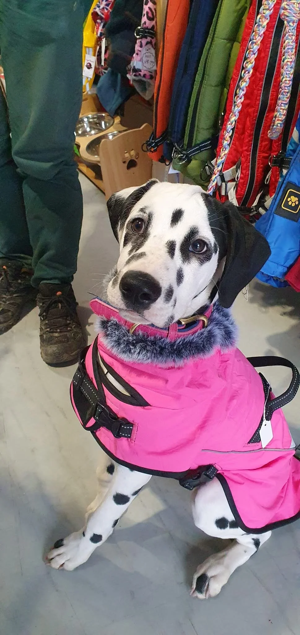A Dalmatian dog wearing a pink jacket with a faux fur collar, sitting indoors on a gray floor, surrounded by colorful dog collars and backpacks.