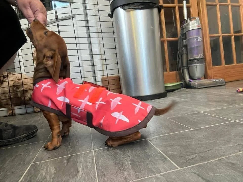 Small brown puppy wearing a pink dog coat with white bird patterns, being fed a treat from a person's hand near a wire pet crate inside a house.