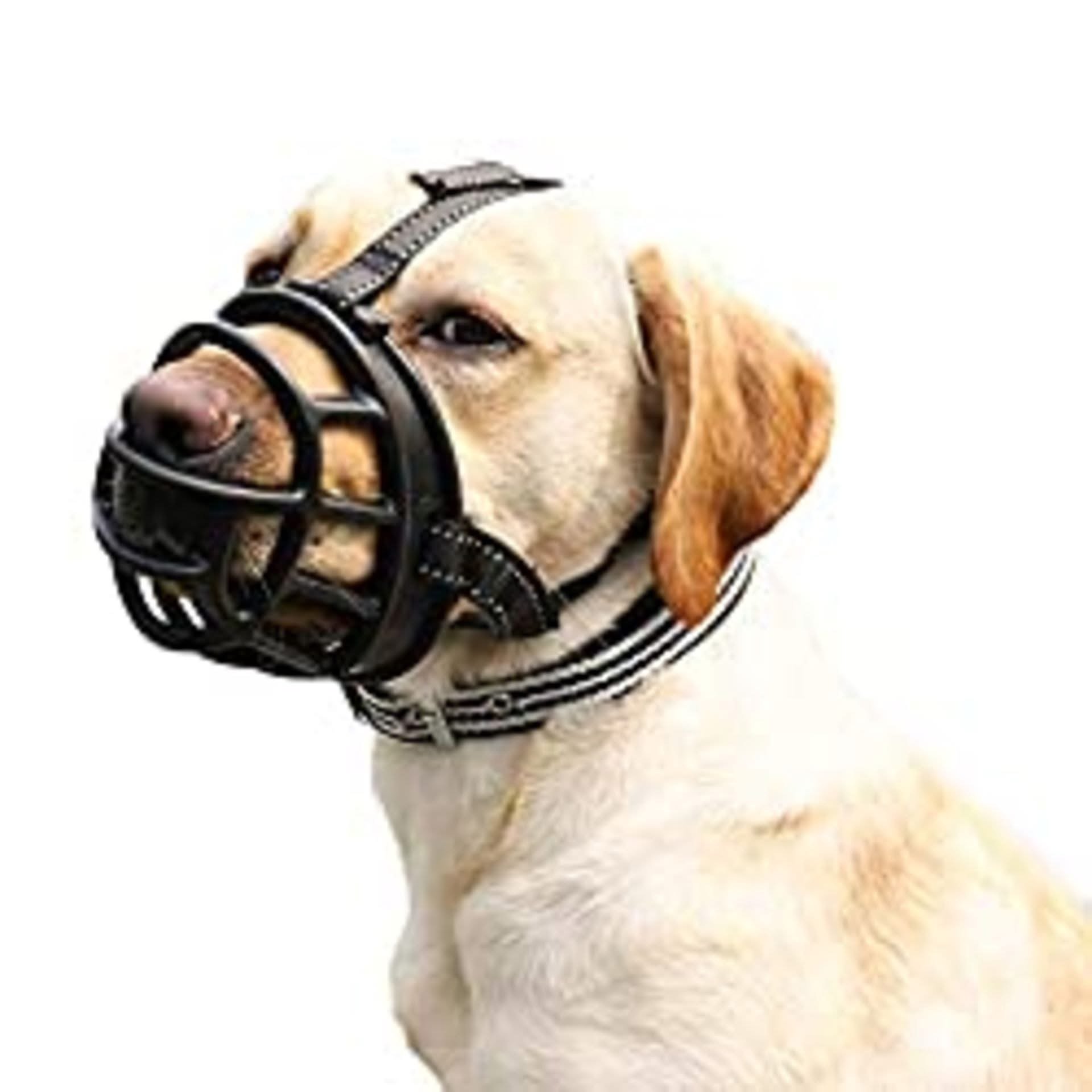 A Labrador Retriever wearing a black and white striped collar with a black muzzle mask over its nose.