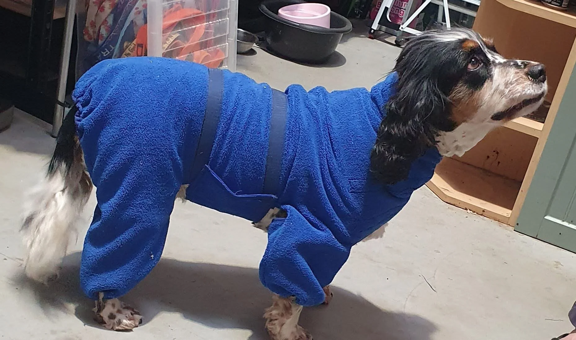 A black and white dog wearing a blue fleece onesie standing on a concrete floor in a garage or basement, with shelves and pet bowls in the background.