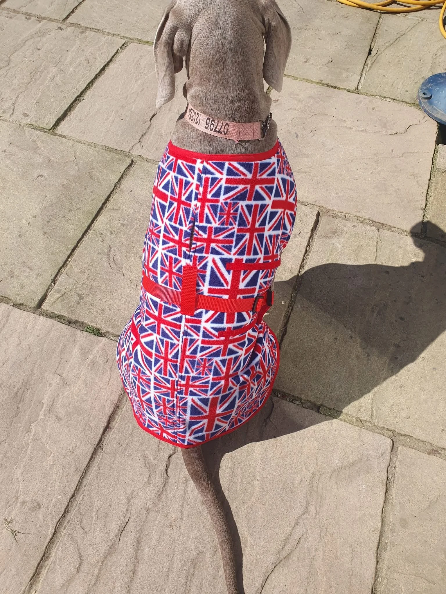 Dog wearing a dress with a Union Jack flag pattern and standing on a stone patio.