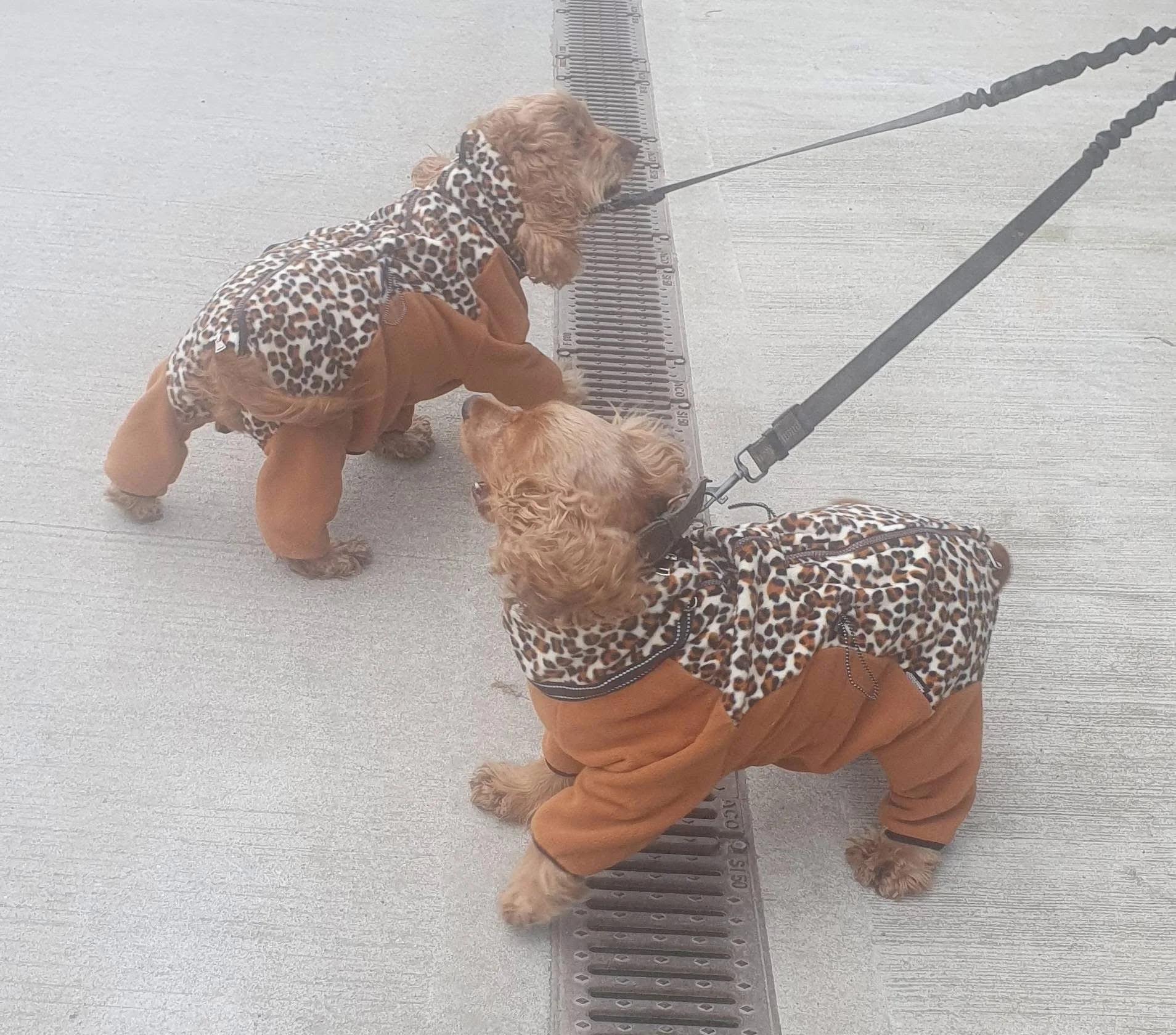 Two small dogs wearing matching brown and leopard print outfits, facing each other on a concrete sidewalk near a drainage grate.