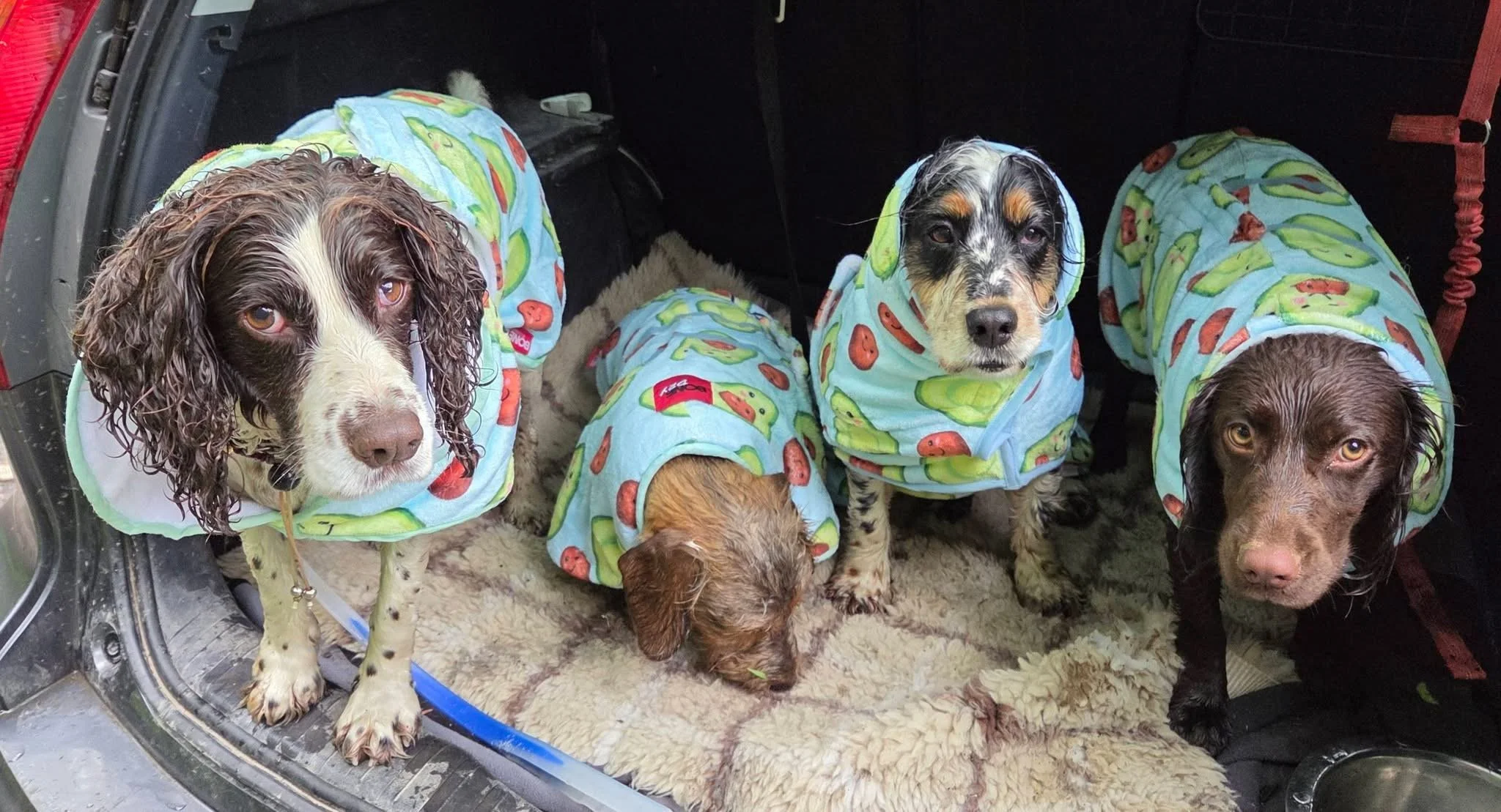 Four dogs sitting inside a vehicle wearing matching colorful hooded raincoats with a vegetable pattern. They are on a fleece blanket with one dog sniffing the blanket.