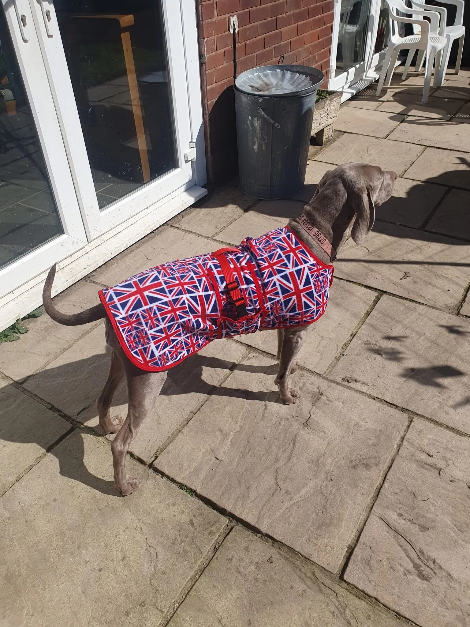 A dog wearing a jacket with a Union Jack pattern standing on a stone patio outside a house, near a sliding glass door, with a trash can and outdoor furniture in the background.
