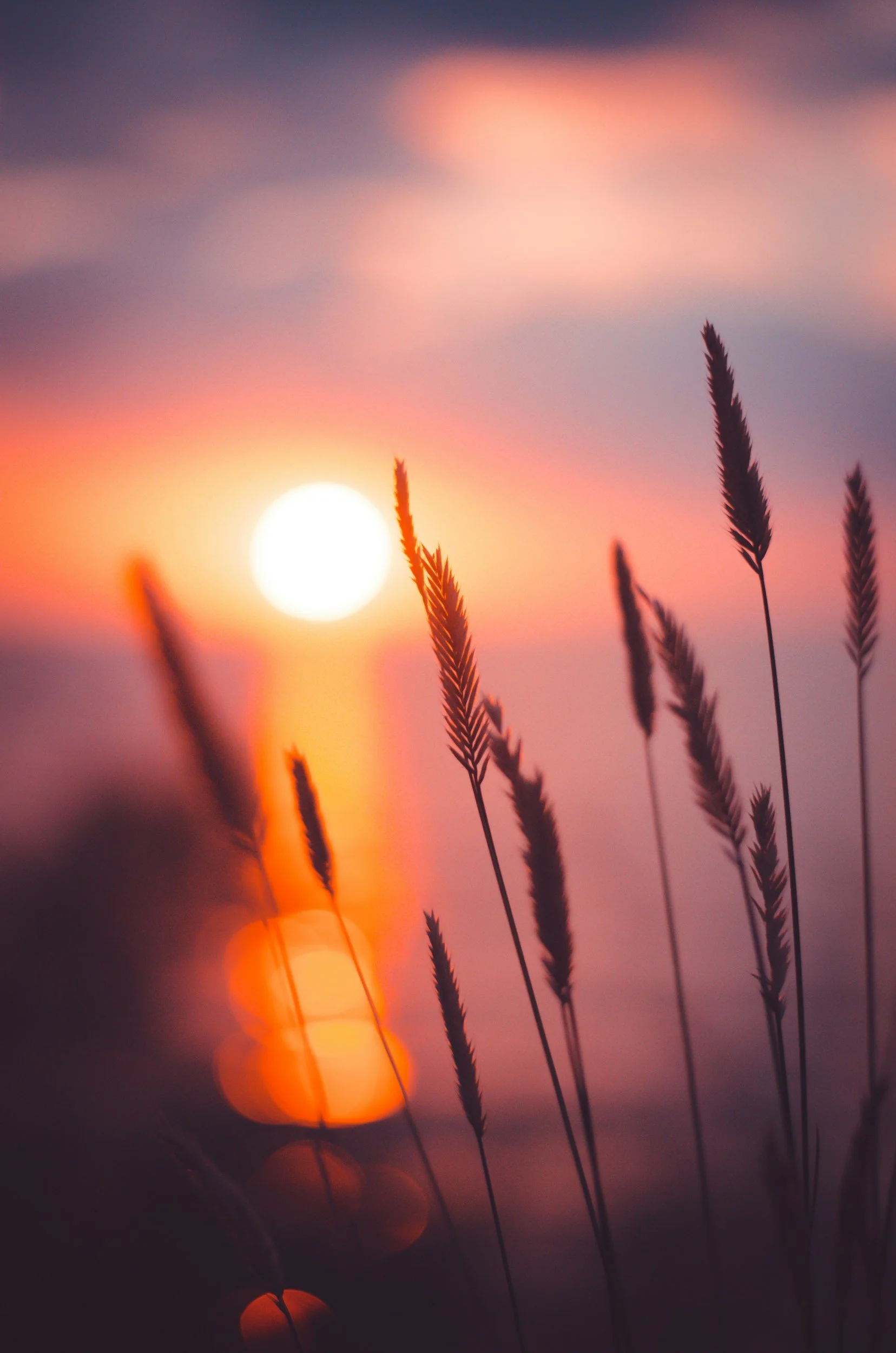 Sunset or sunrise with the sun low in the sky, soft pink and purple clouds, and tall grass in the foreground.