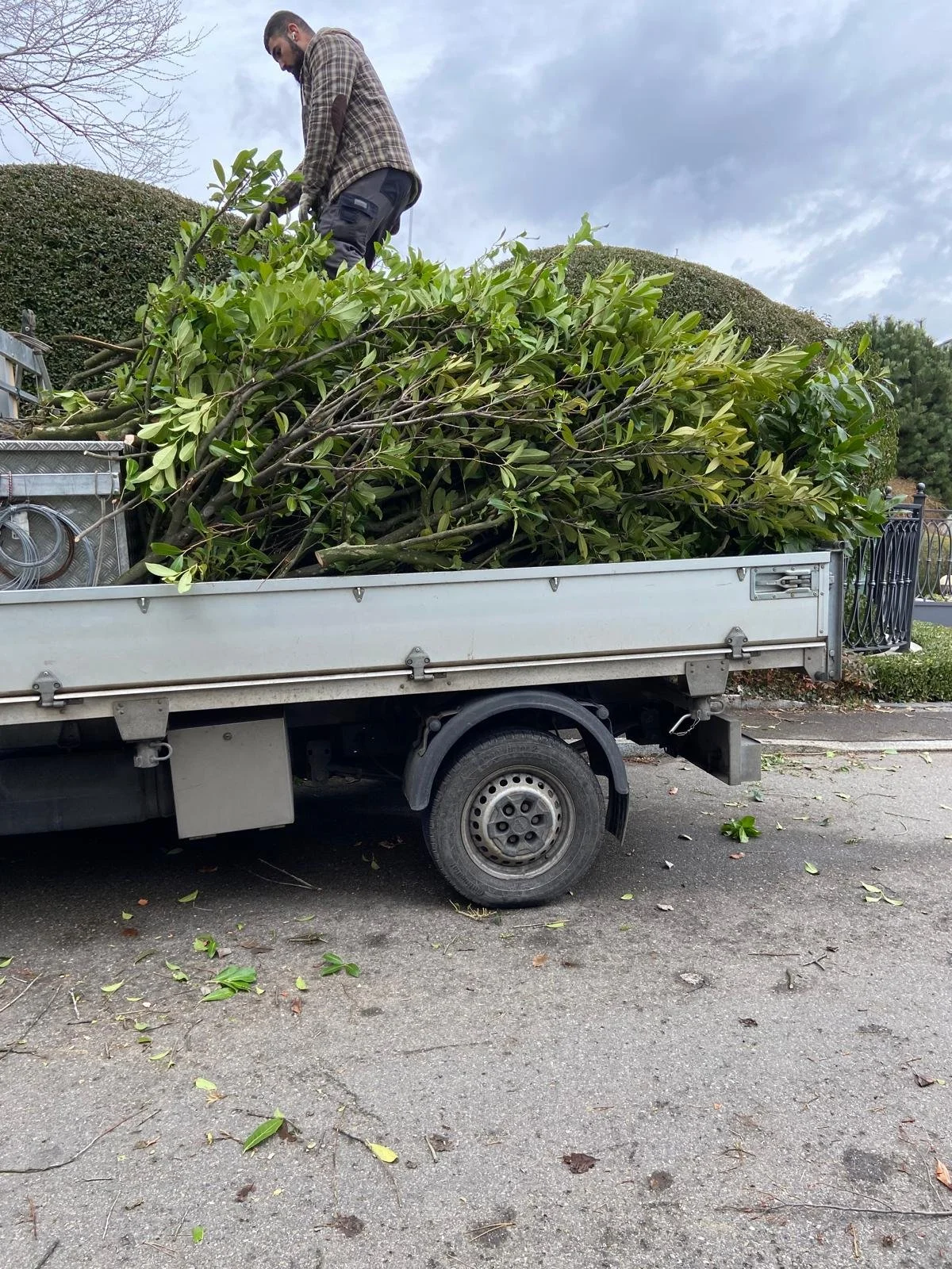 Ein Mann steht auf einem Lastwagen voller abgeschnittener Äste und Heckholz, bereit für den Abtransport im Freien bei bewölktem Himmel.