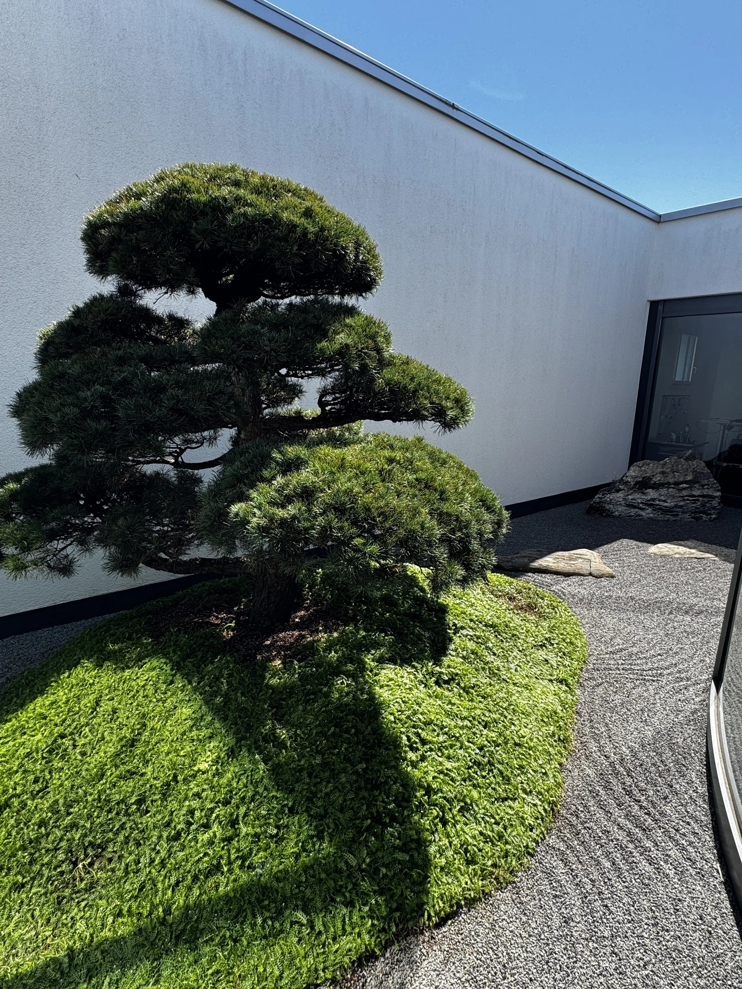 Garten mit einem großen, gepflegten Bonsai-Baum auf einem kleinen Haufen von Erde, umgeben von grüner Bepflanzung, vor einer weißen Hausmauer an einem sonnigen Tag.