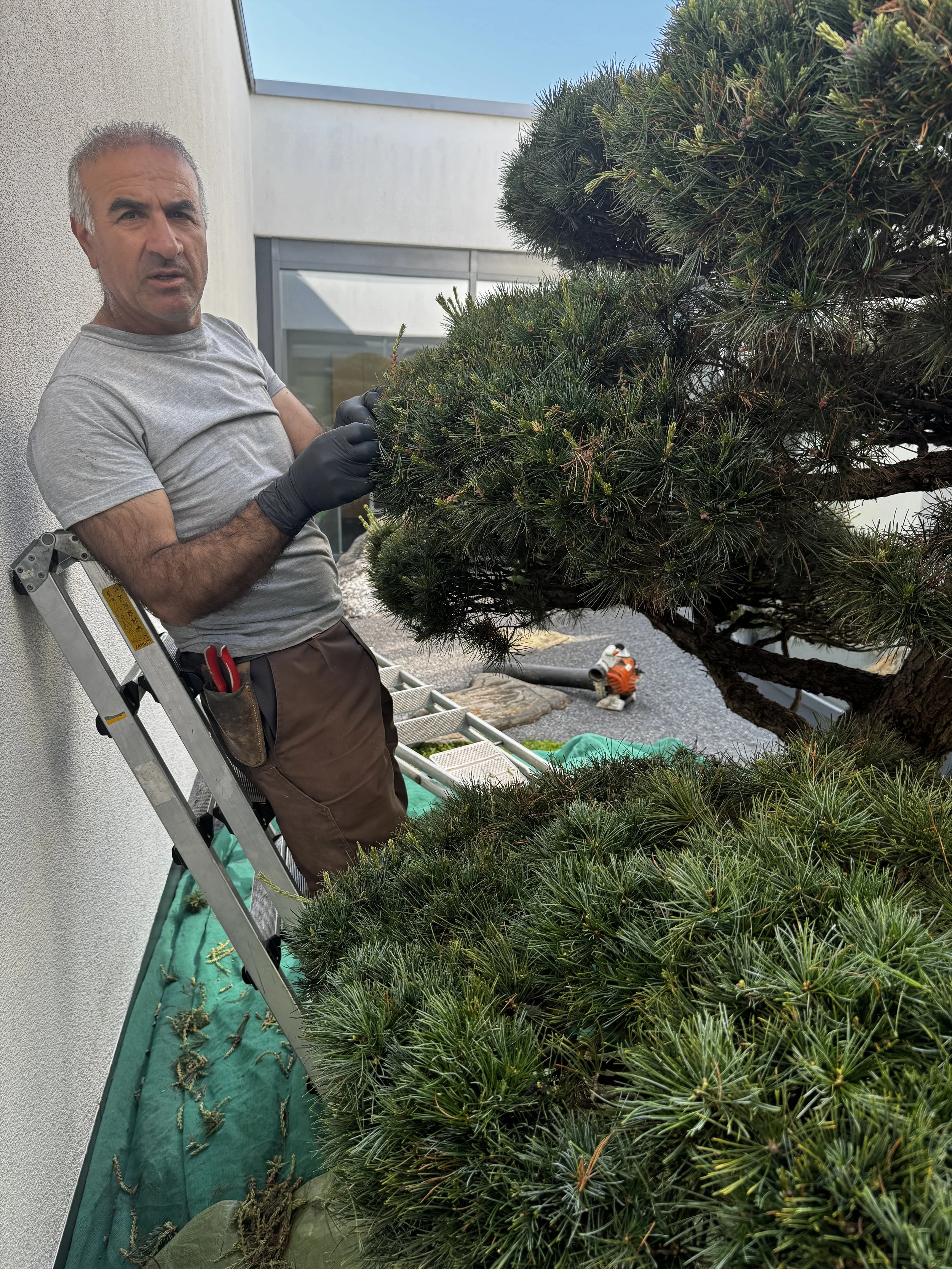 Ein Mann steht auf einer Leiter und arbeitet an einem großen, gewundenen Baum im Freien.