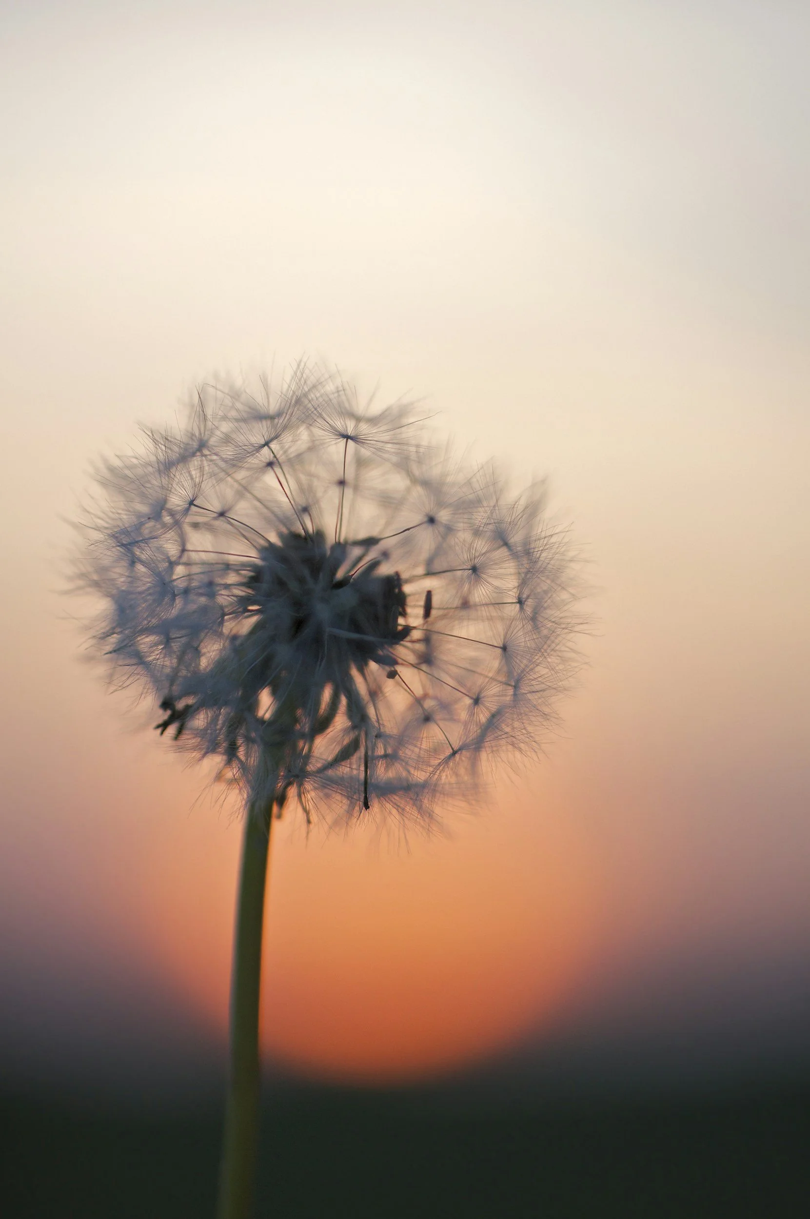 Close-up of a dandelion seed head against a sunset sky with soft orange and pink hues.