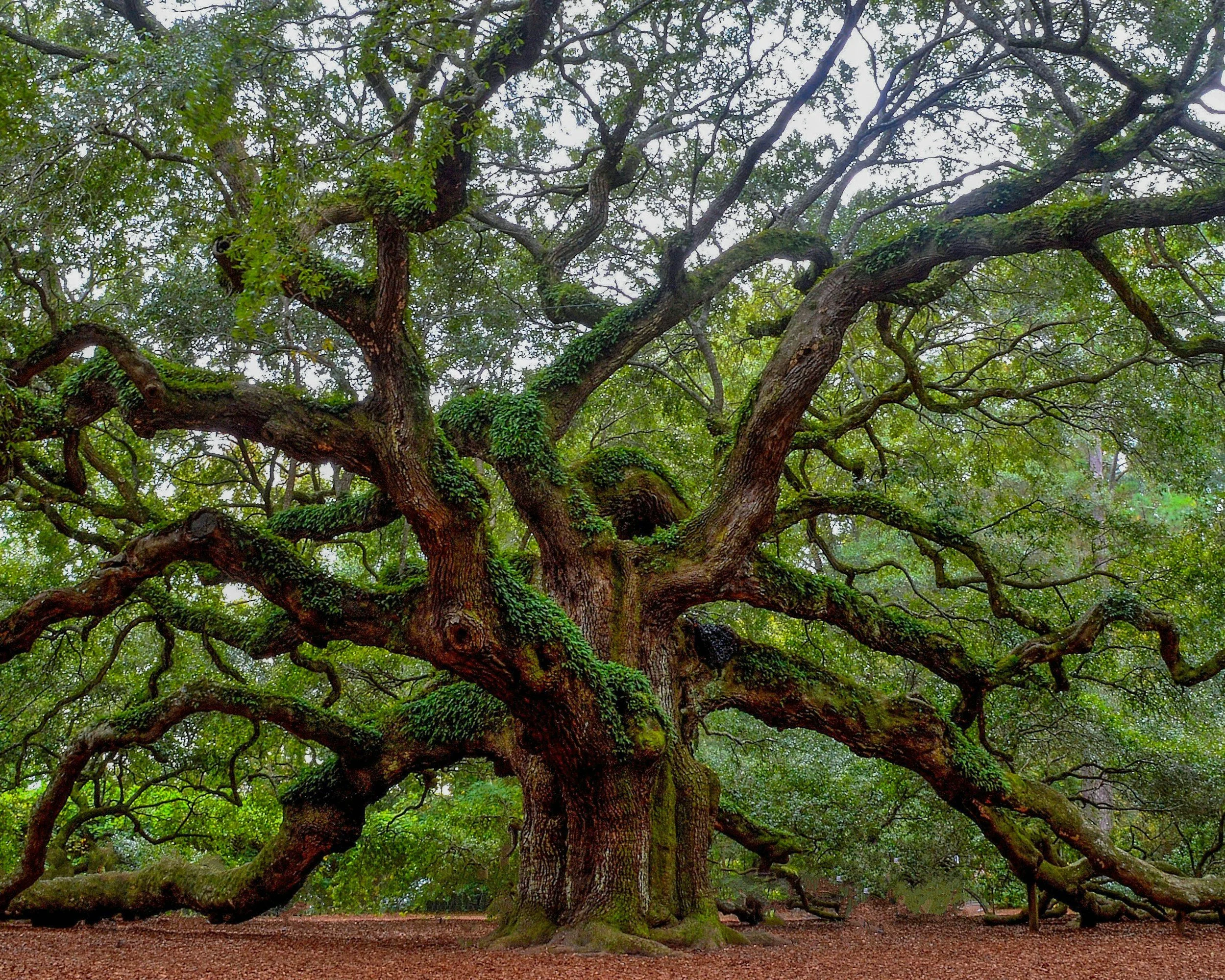 Large, ancient tree with twisting, sprawling branches covered in moss and small green leaves, situated in a natural outdoor setting.