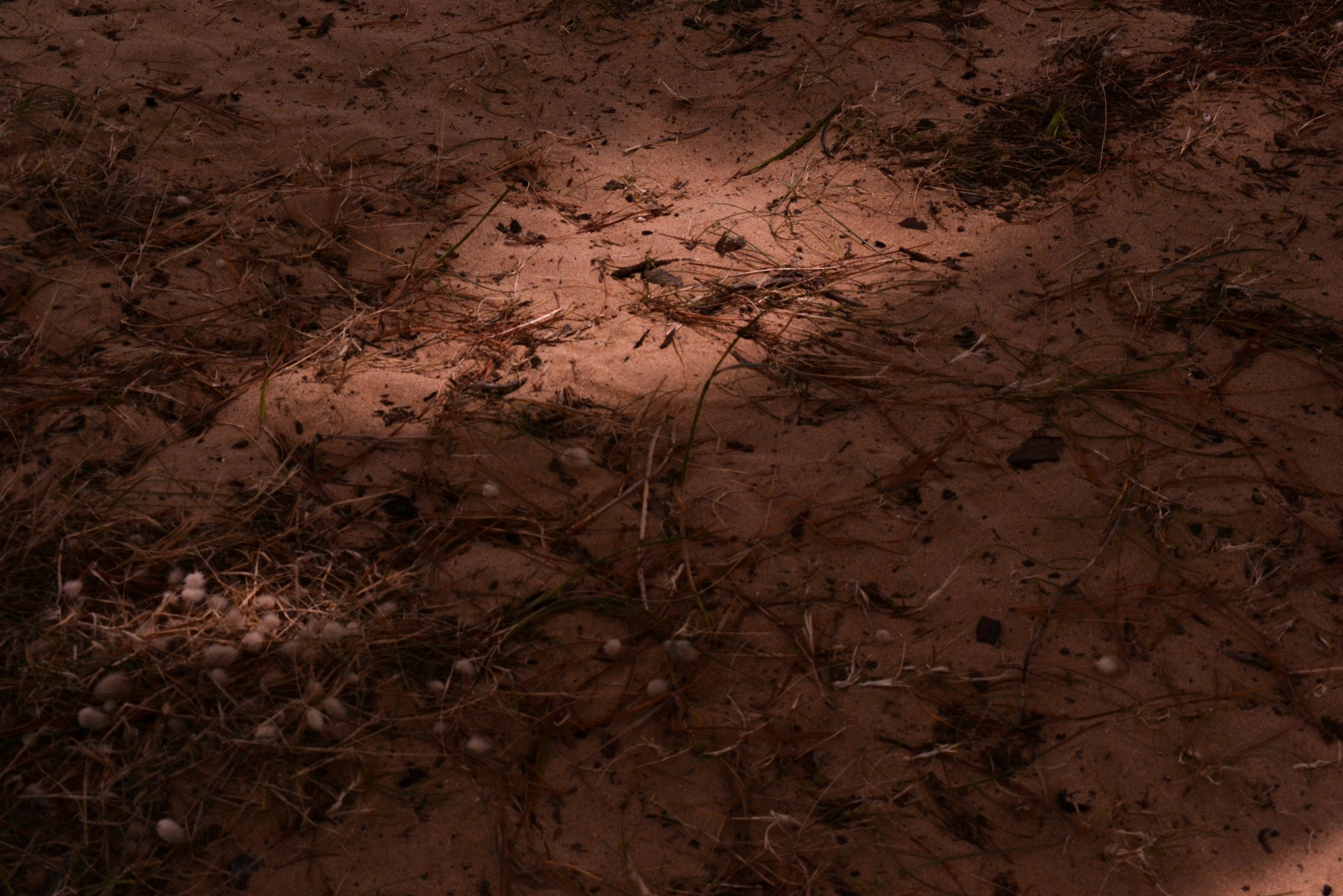 Desert sand with dry grass and small plants scattered across the surface.