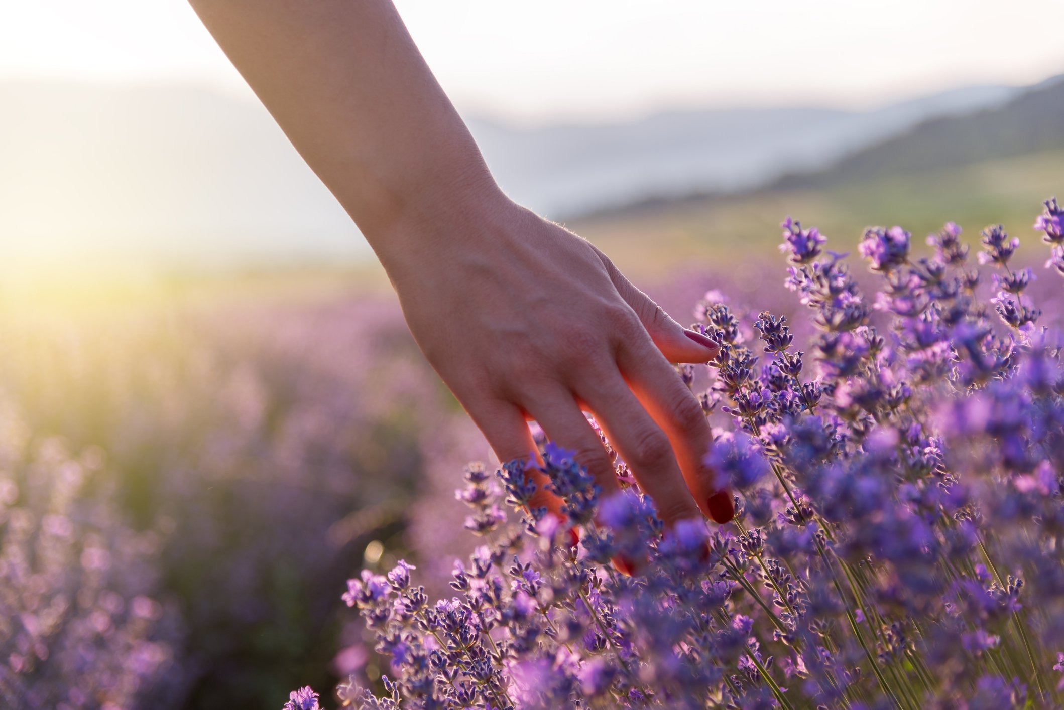 A person's hand gently touches purple lavender flowers in a field at sunset or sunrise.