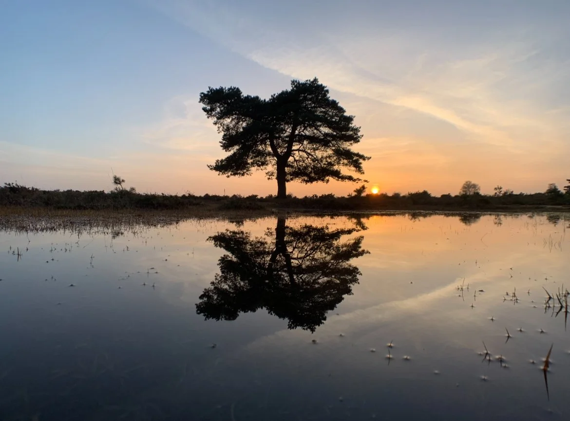 Silhouetted tree reflected in calm water at sunset with sky and clouds.