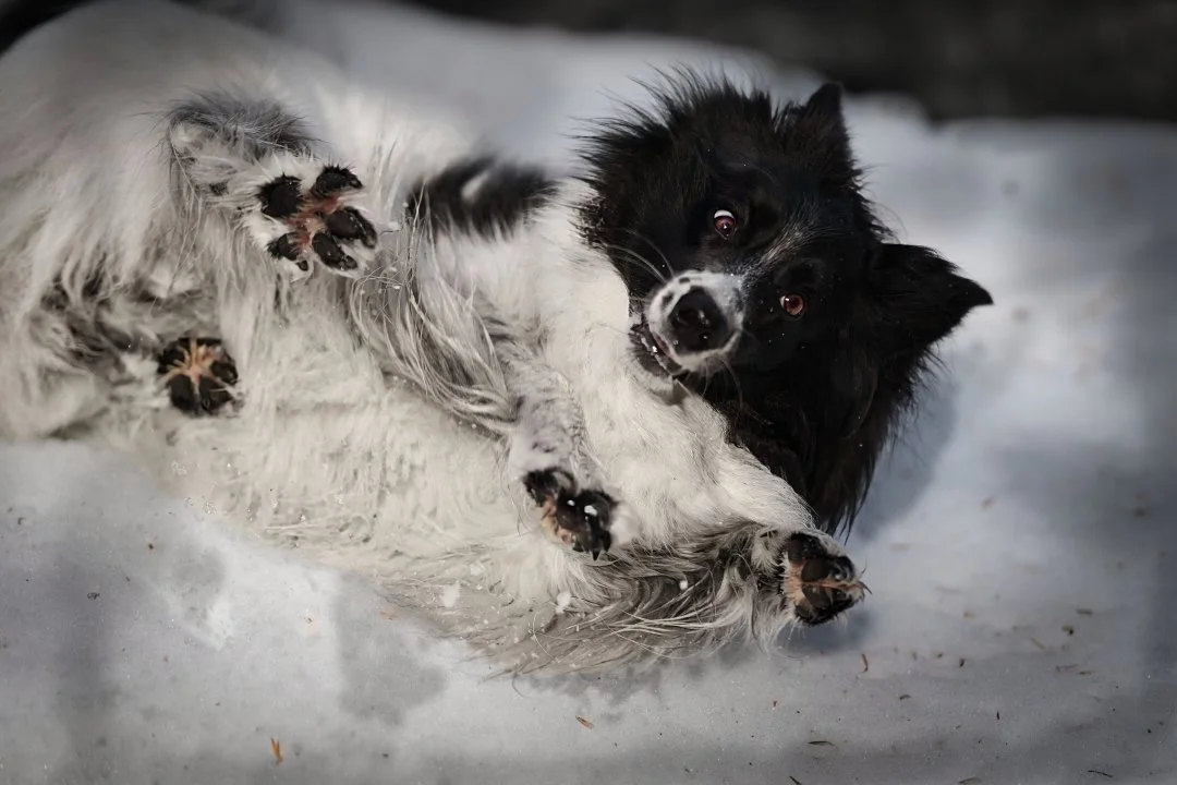 DSC07202_DxO Luzi Schneewutz.jpg