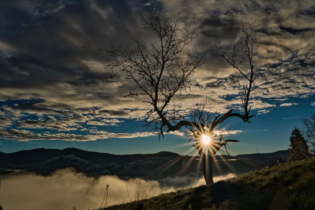 A7402465_DxO Umarmungsbaum.jpg