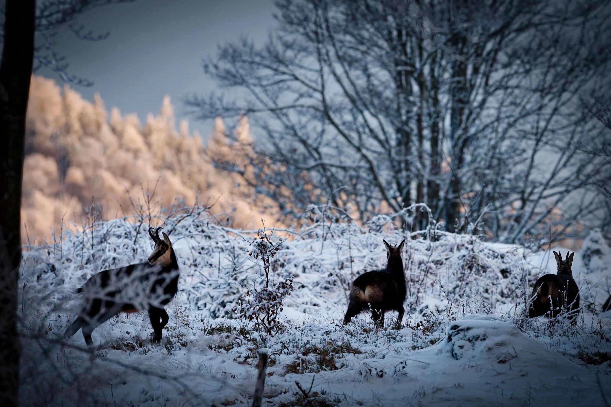 A1_01831_DxO Orginalgröße.jpg