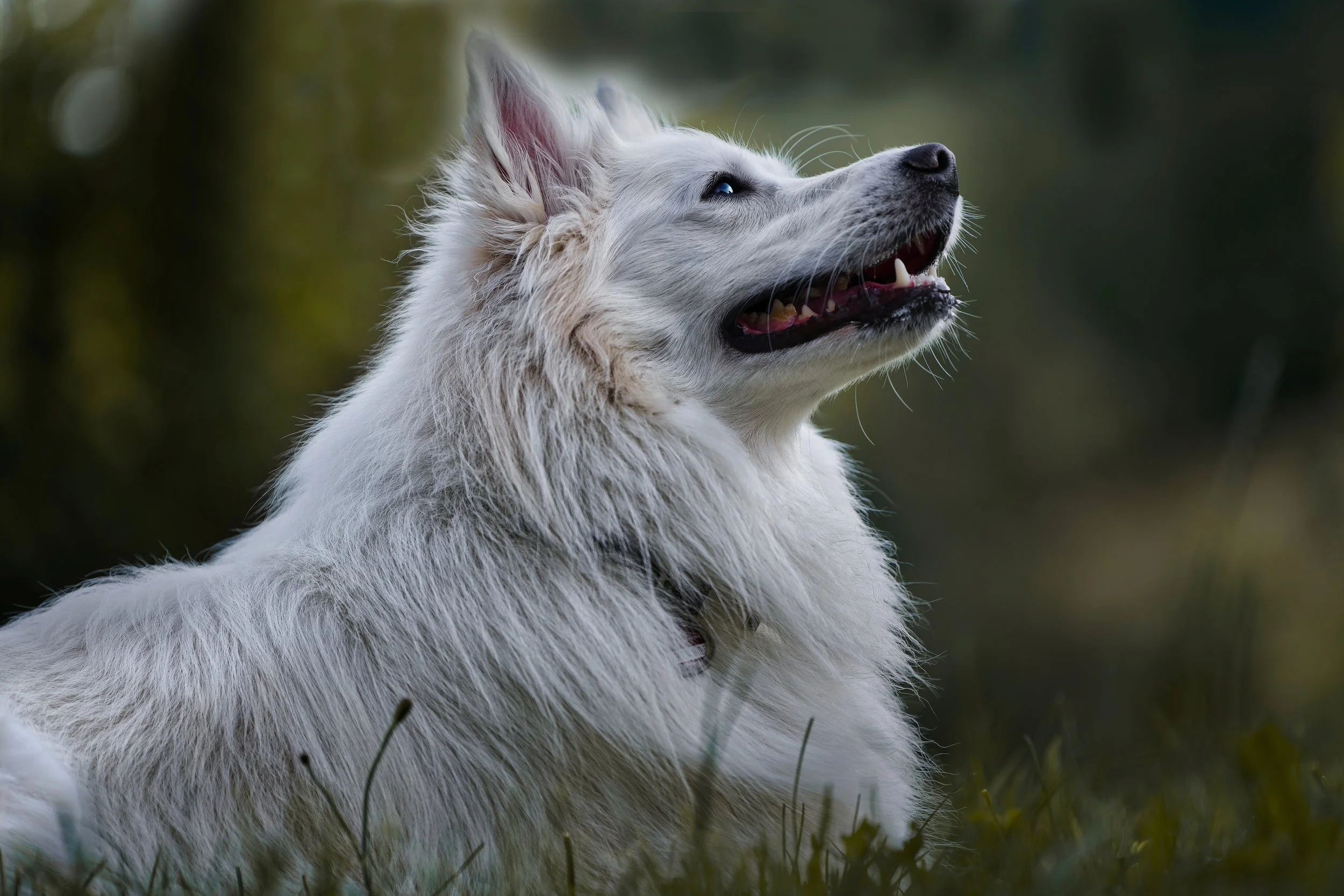 Ziwa Tim Geburtstag.jpg