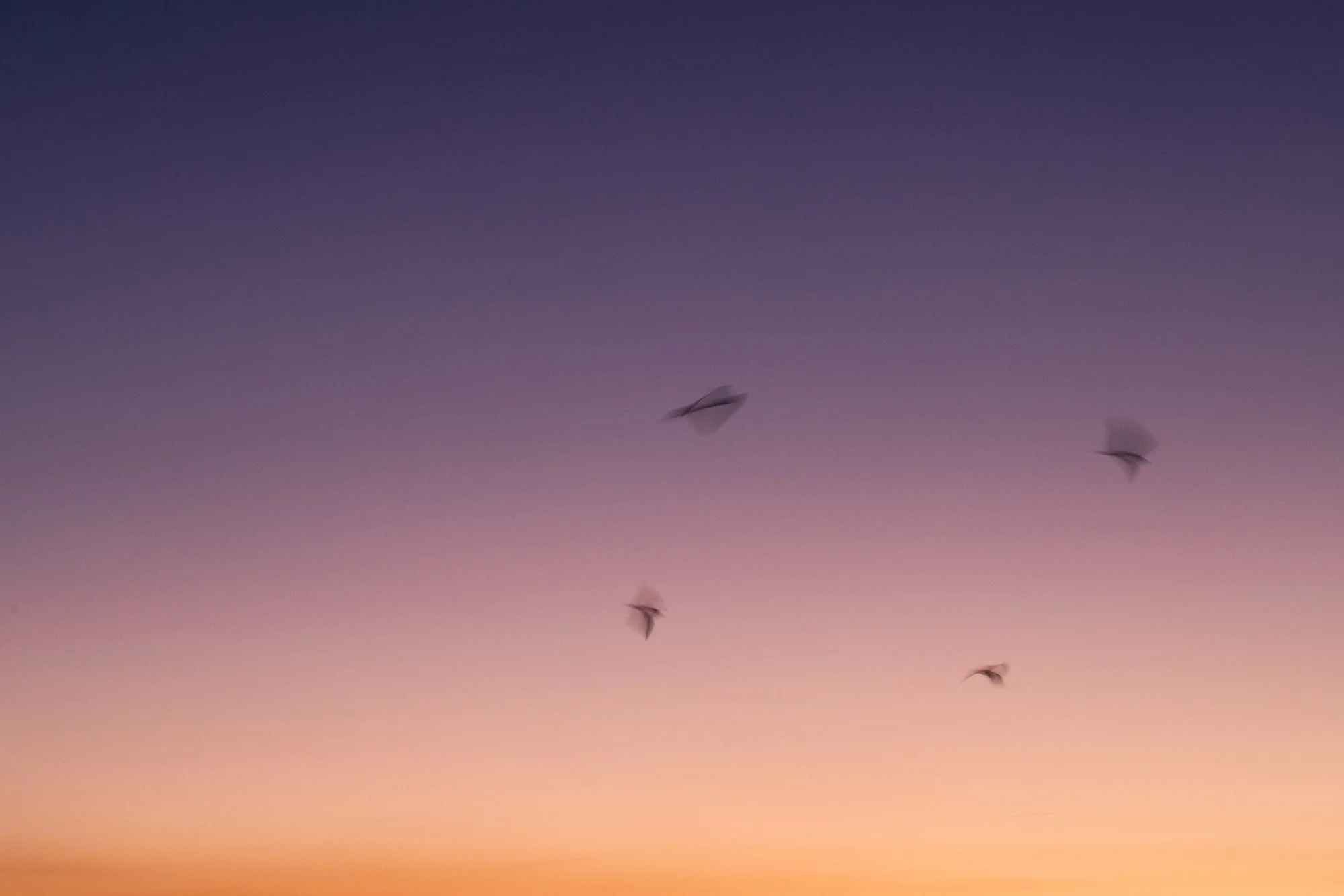 Cinq oiseaux volant dans un ciel dégradé au coucher du soleil — image poétique évoquant l’émotion visuelle et l’instant suspendu.