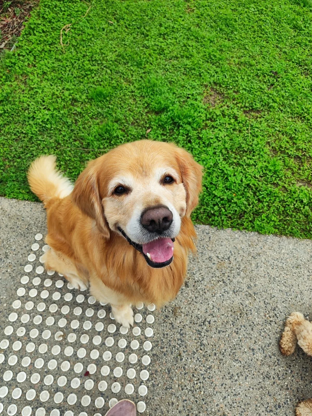 Happy golden retriever dog sitting on outdoor pavement next to green grass, looking up at the camera with mouth open.