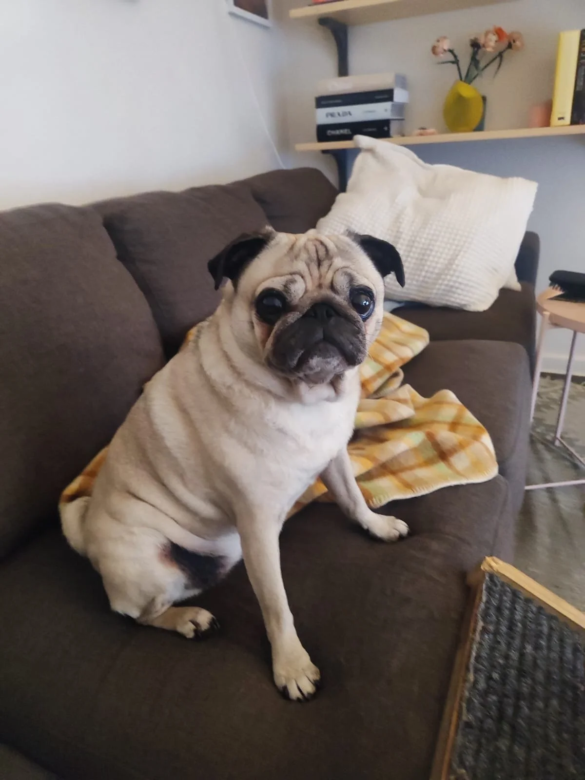 A pug sitting on a brown sofa with a yellow plaid blanket and white pillows in a living room, with books and a vase of flowers on a shelf in the background.