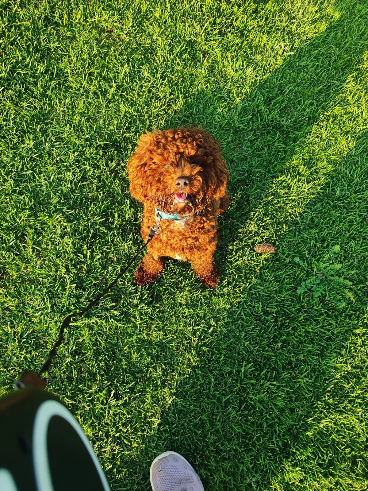 A fluffy, curly-haired brown dog on a leash sitting on green grass, looking up at the camera with its mouth open slightly.