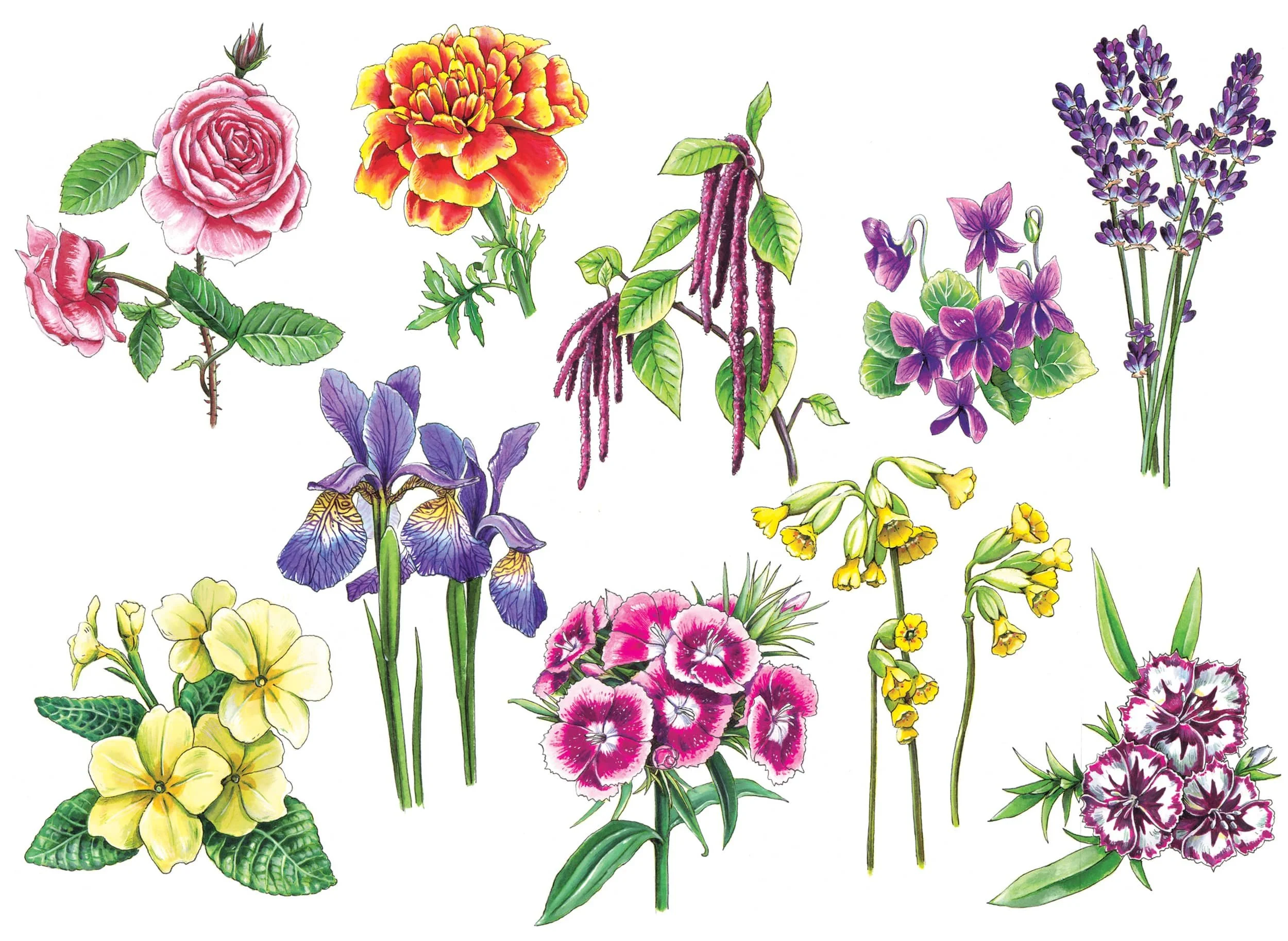Illustrated flowers_Walmer Castle.jpg
