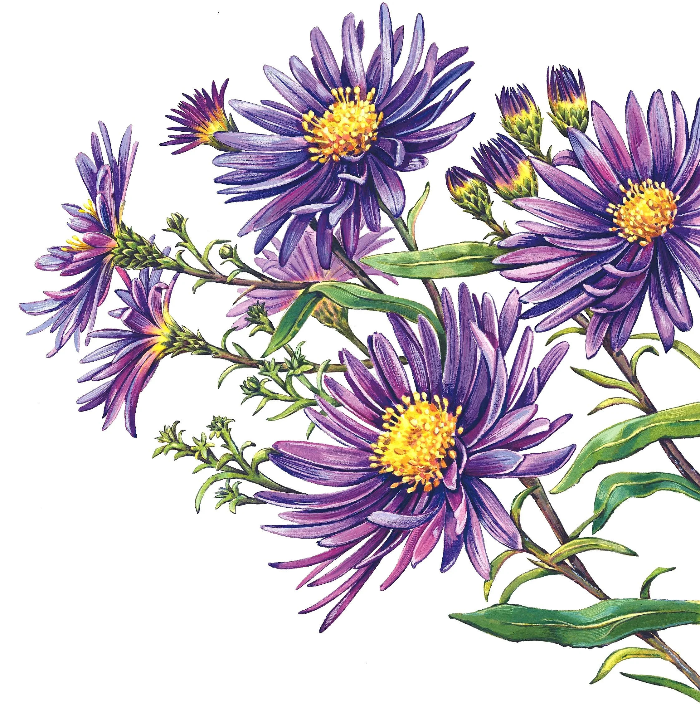 Botanical illustration