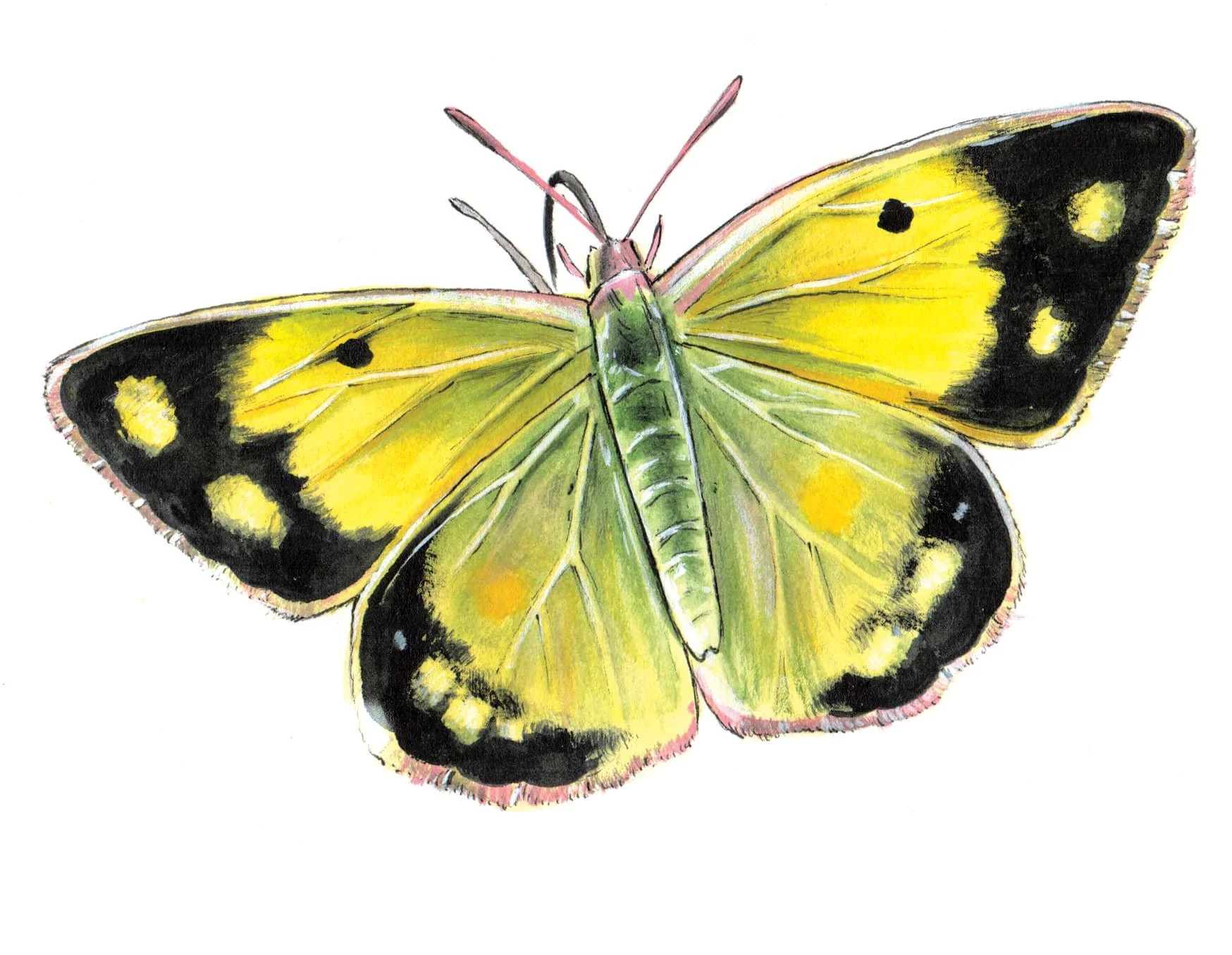 Clouded yellow Butterfly_Artwork.jpg