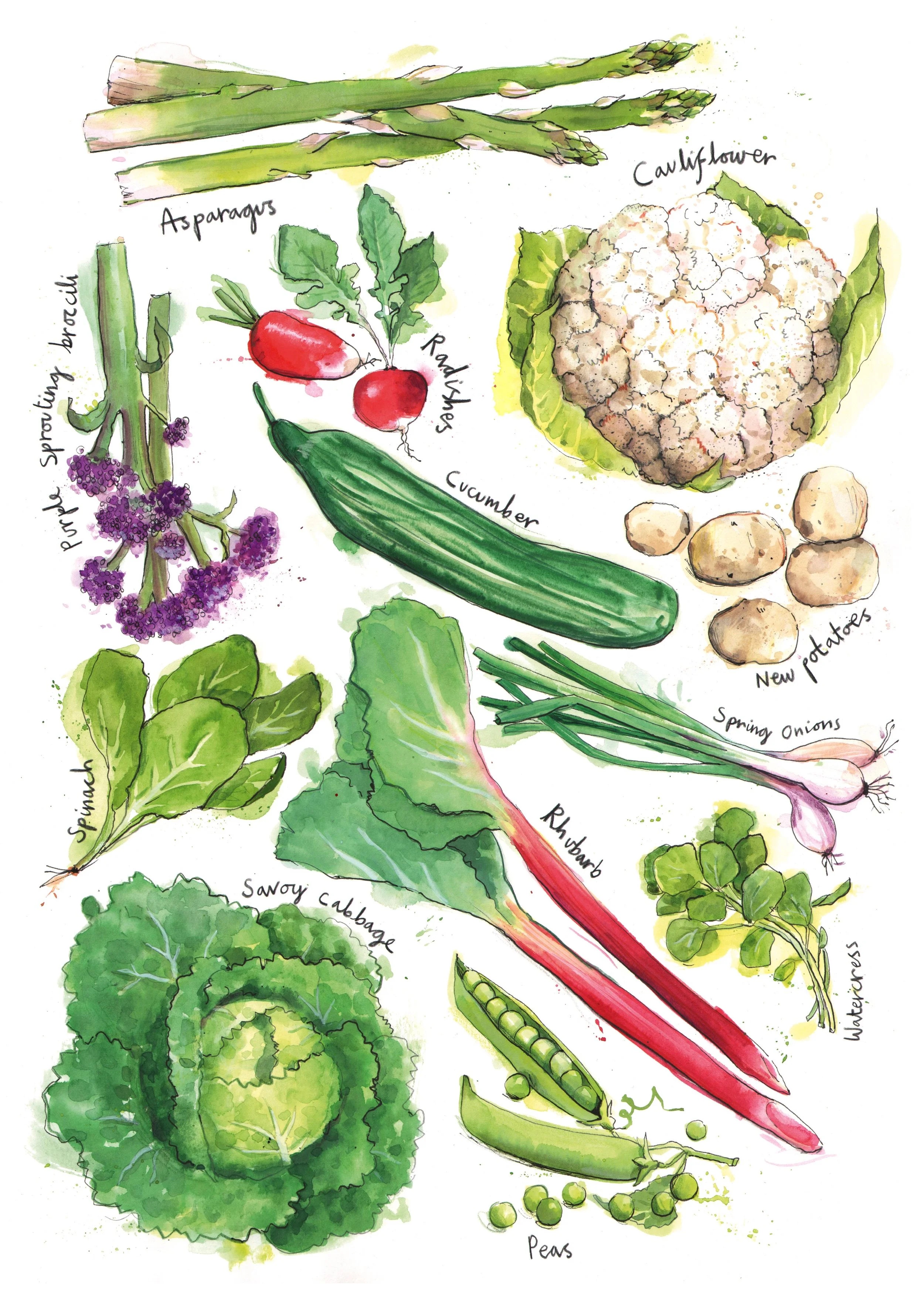 Spring veg_watercoloour illustration of vegetables from the garden.jpg