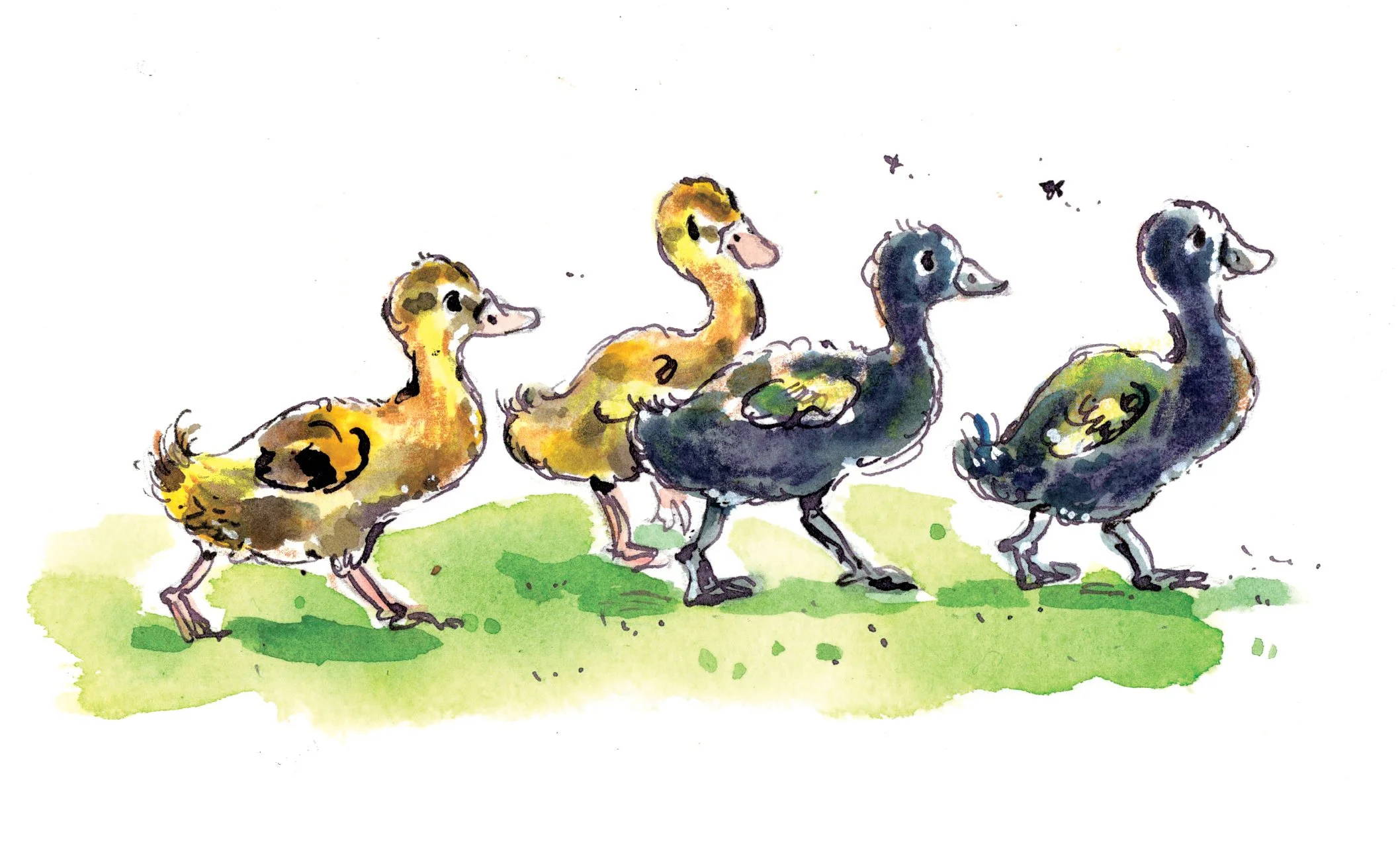 Ducklings.jpg