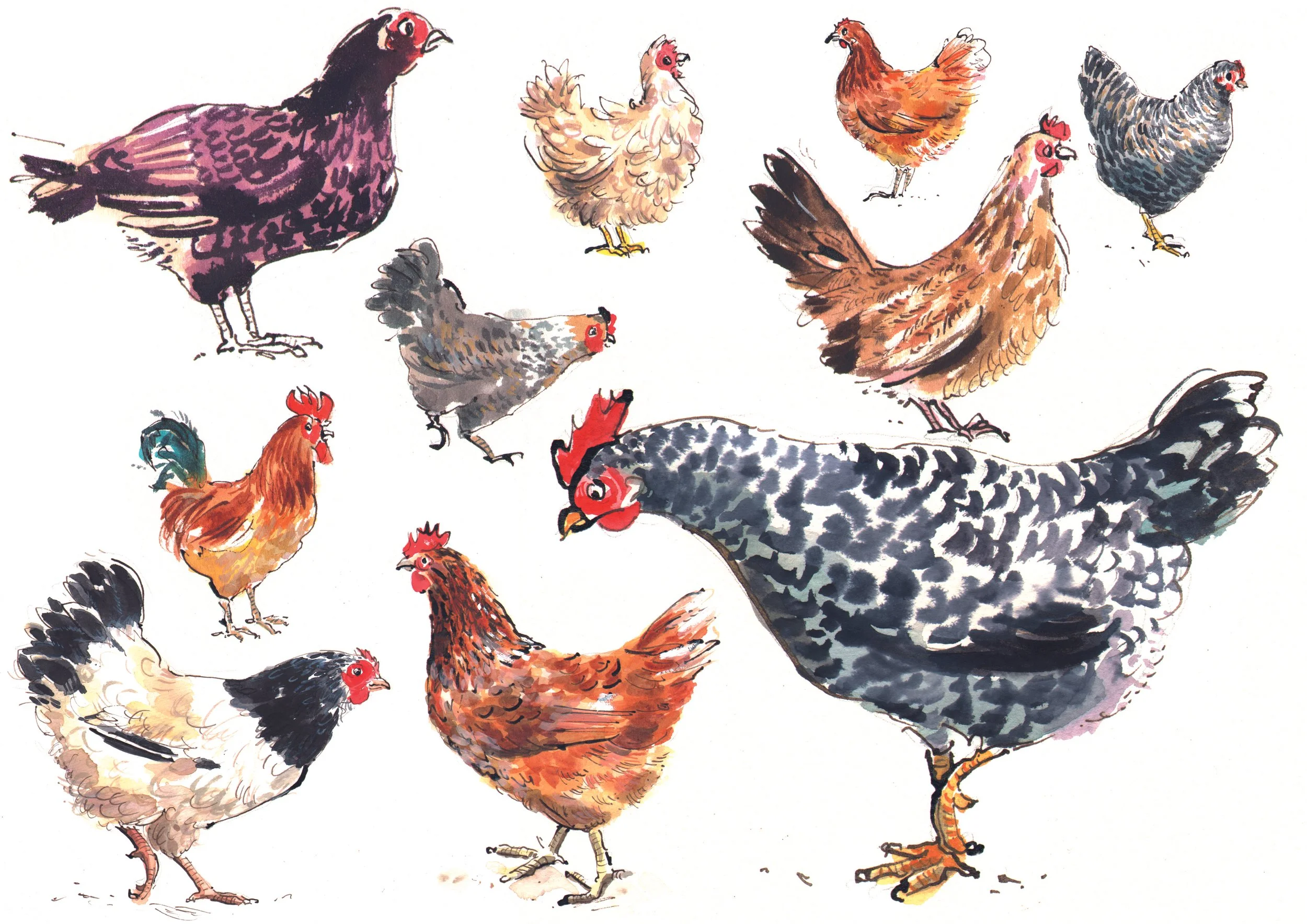 CHICKENS.jpg