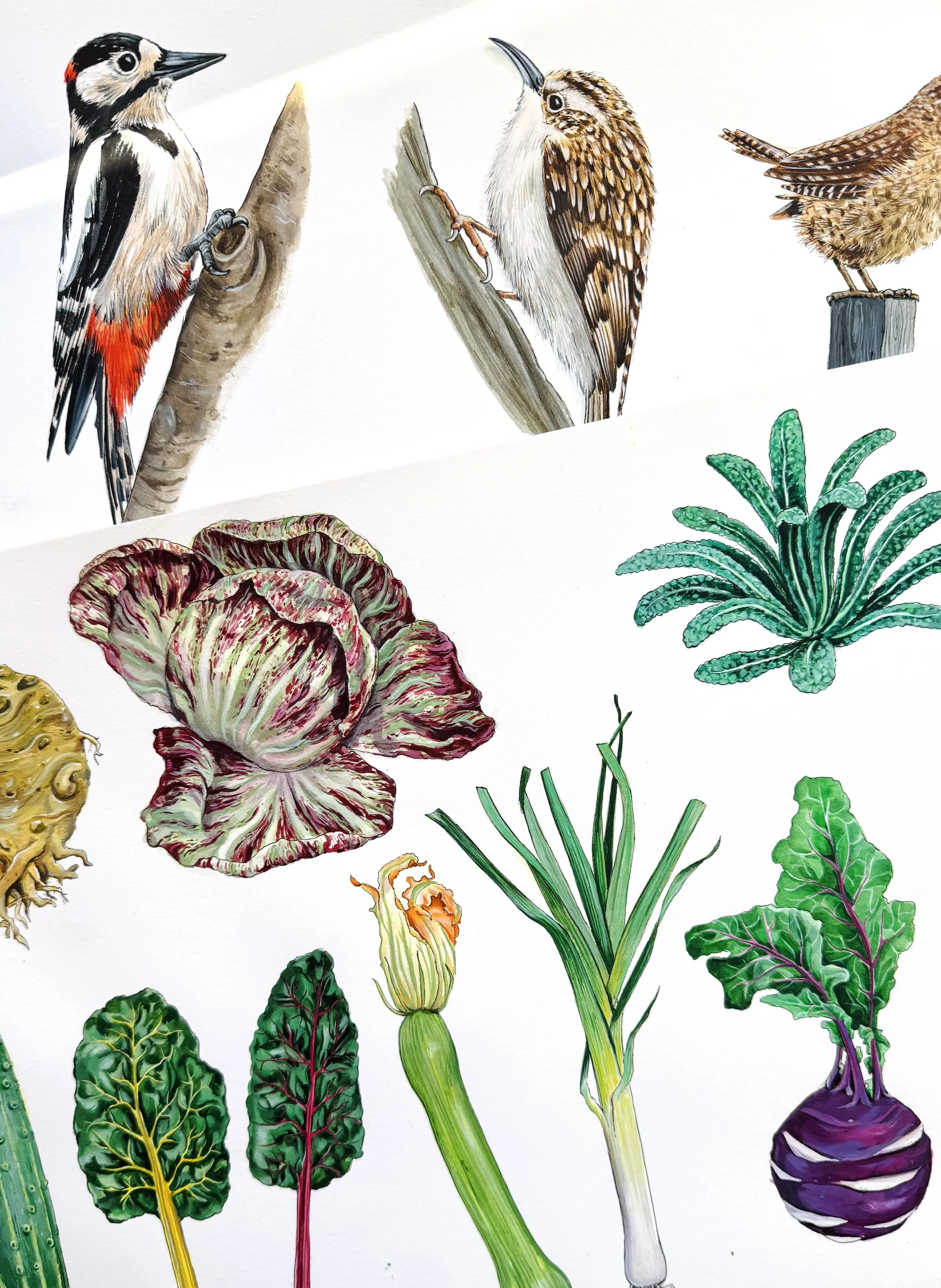 Engligh Heritage_vegetables and birds.jpg