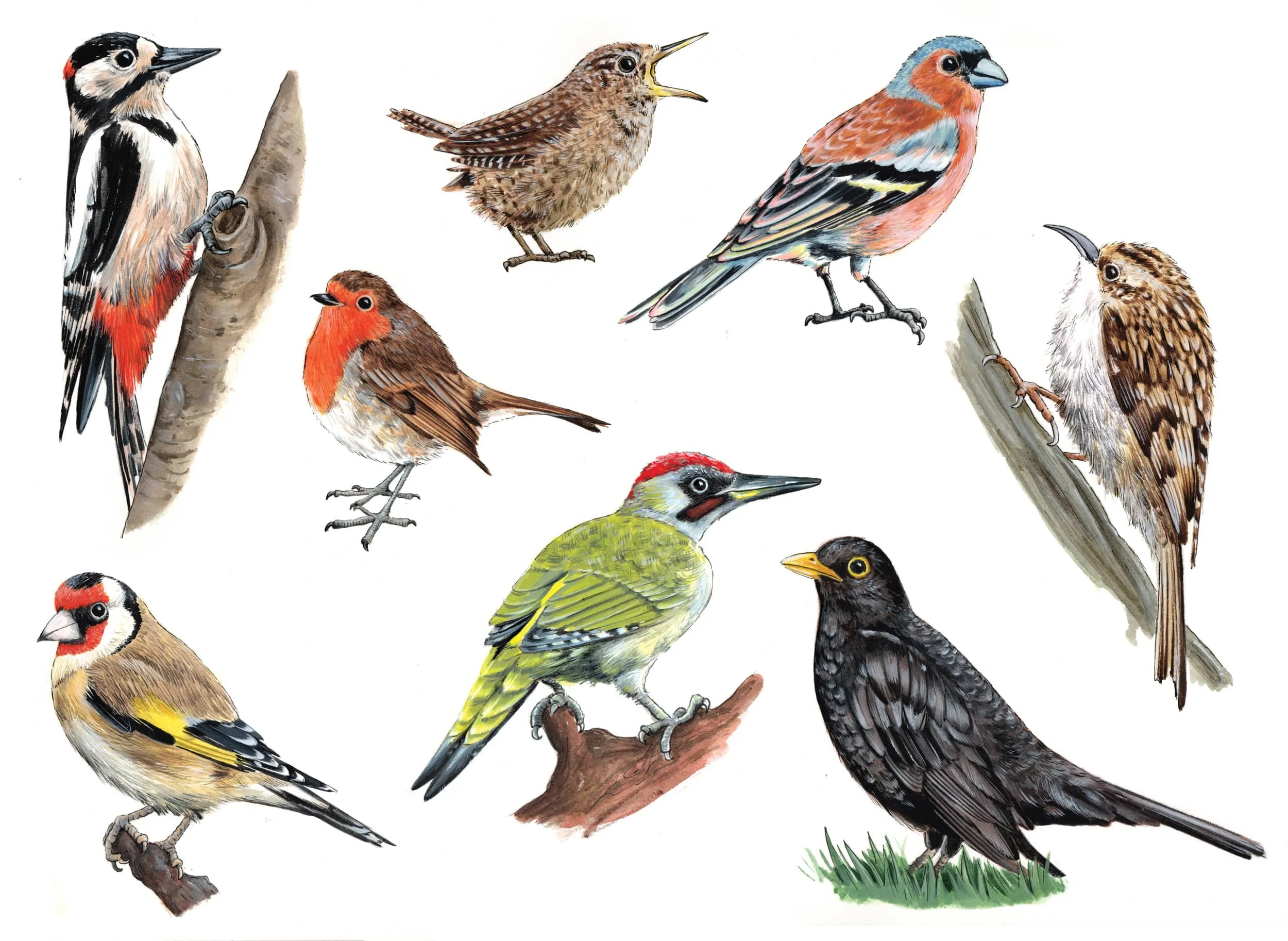 Illustrated birds_Walmer Castle.jpg